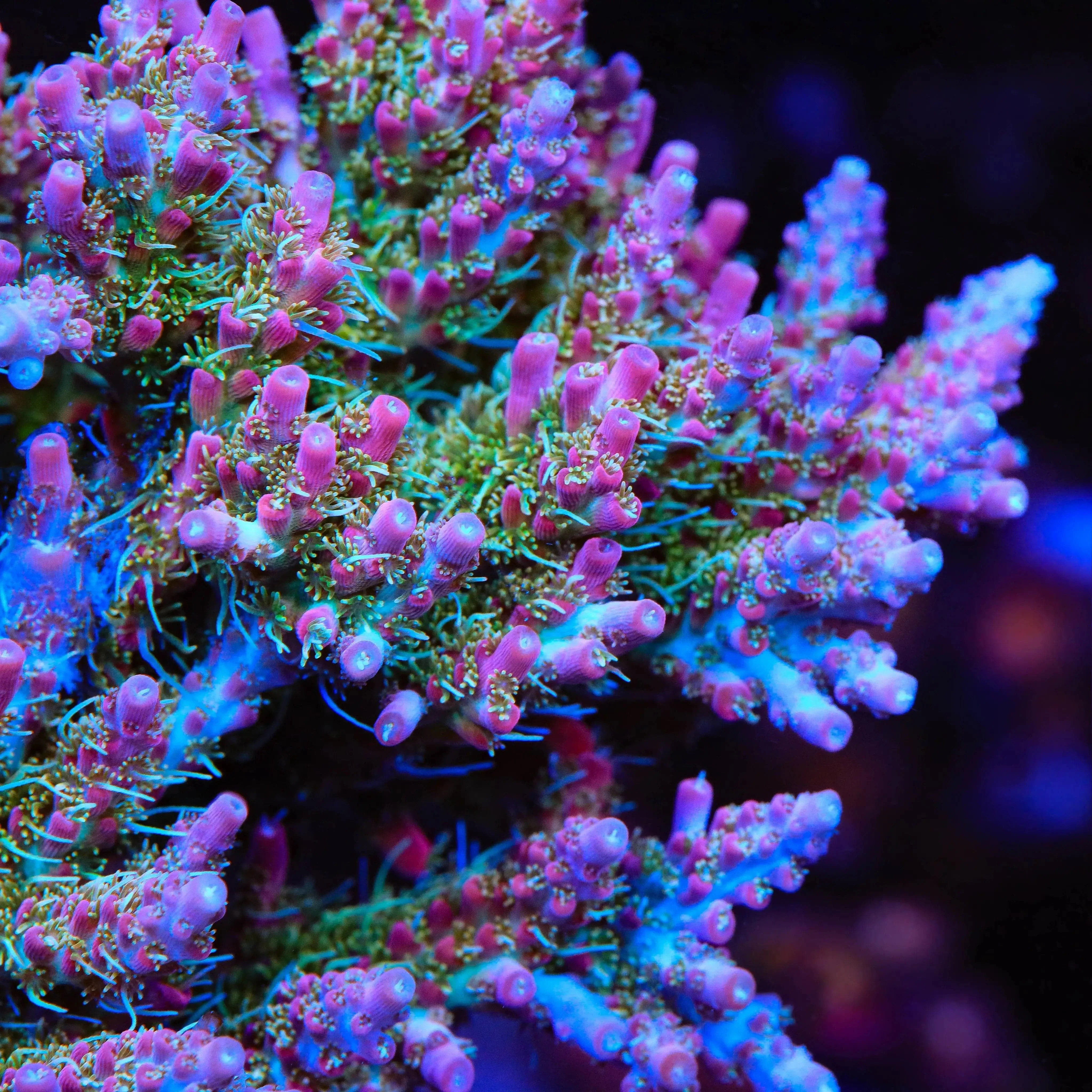 TSA Lavender Haze Acropora Coral - Image 4