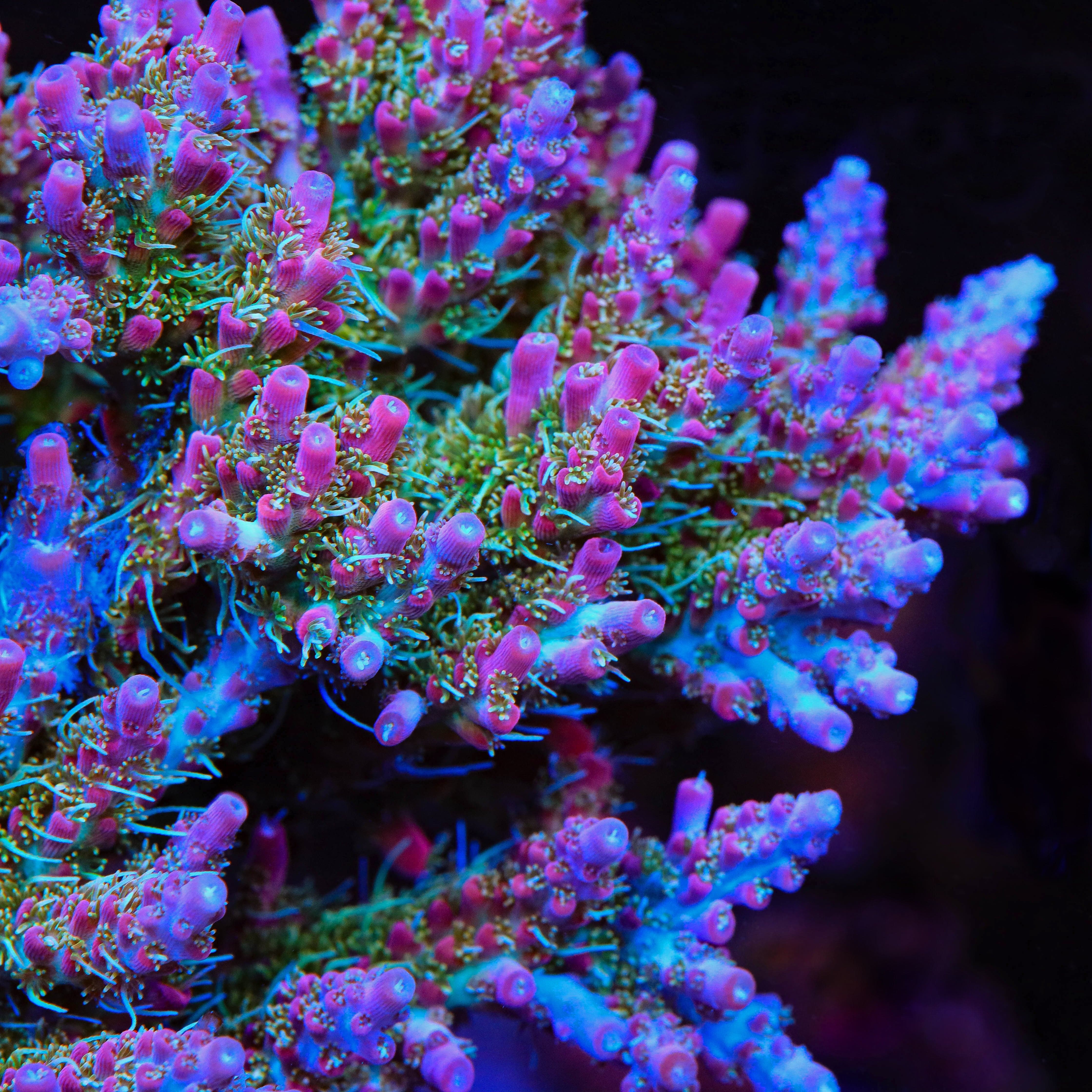 TSA Lavender Haze Acropora XL Frag Coral - Image 2