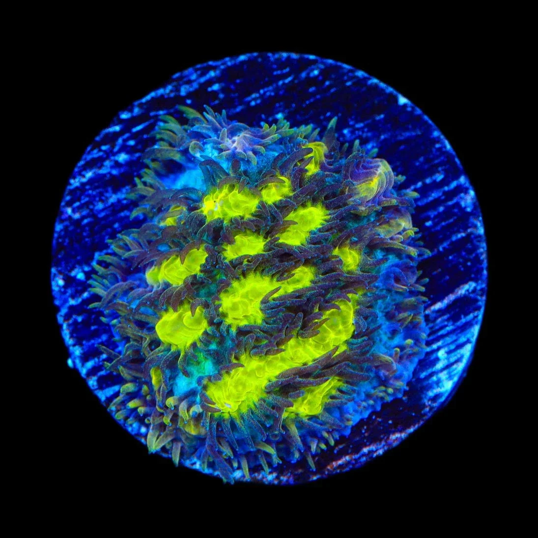 TSA Lemon Frost Hydnophora Coral - Image 2