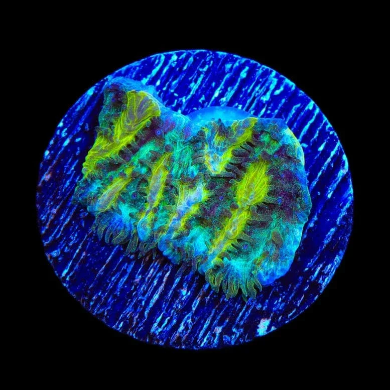 TSA Lemon Frost Hydnophora Coral - Image 3