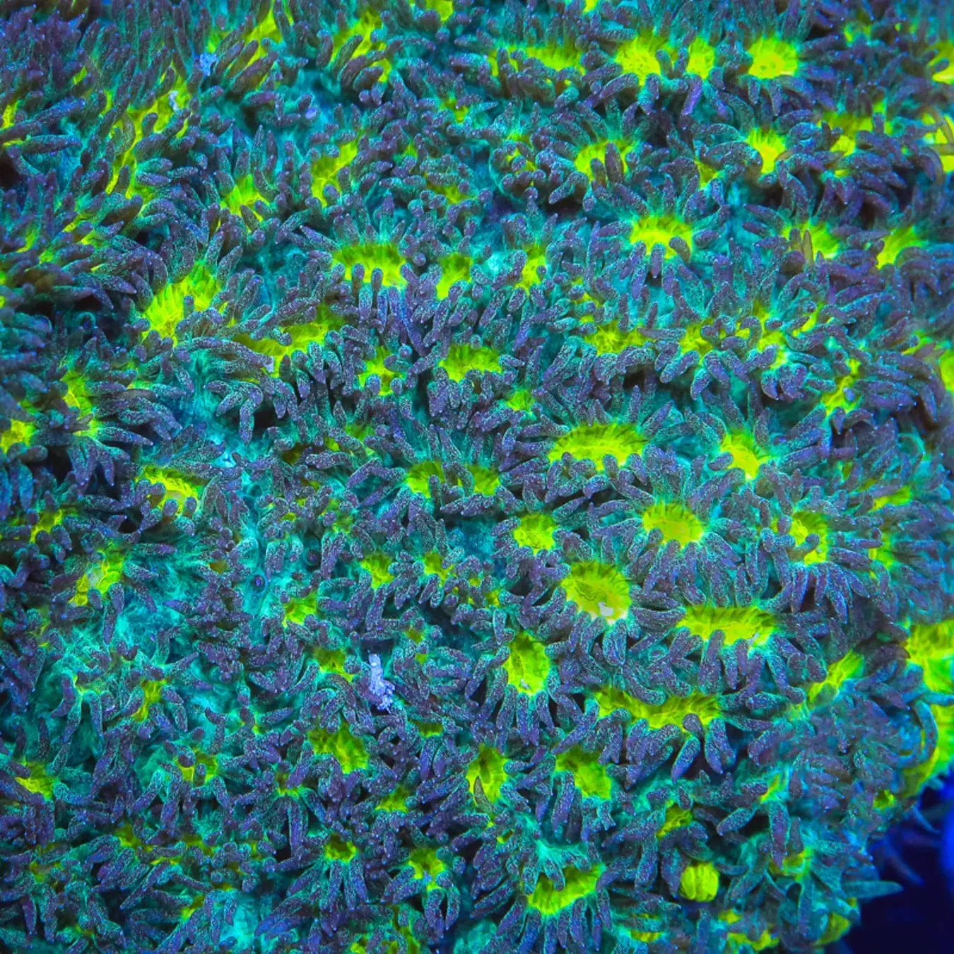 TSA Lemon Frost Hydnophora Coral - Image 4