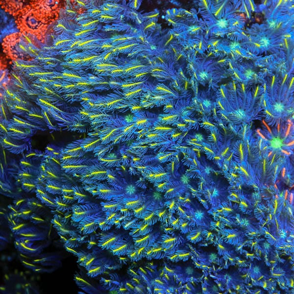 TSA Lemon Laser Clove Polyp Coral - Image 4