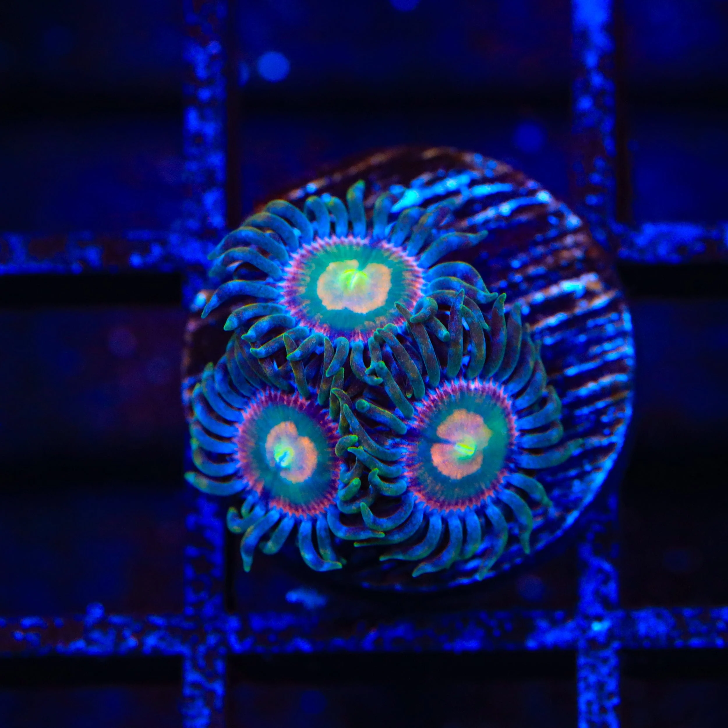 Laser Lemon Zoanthids Coral - Image 2