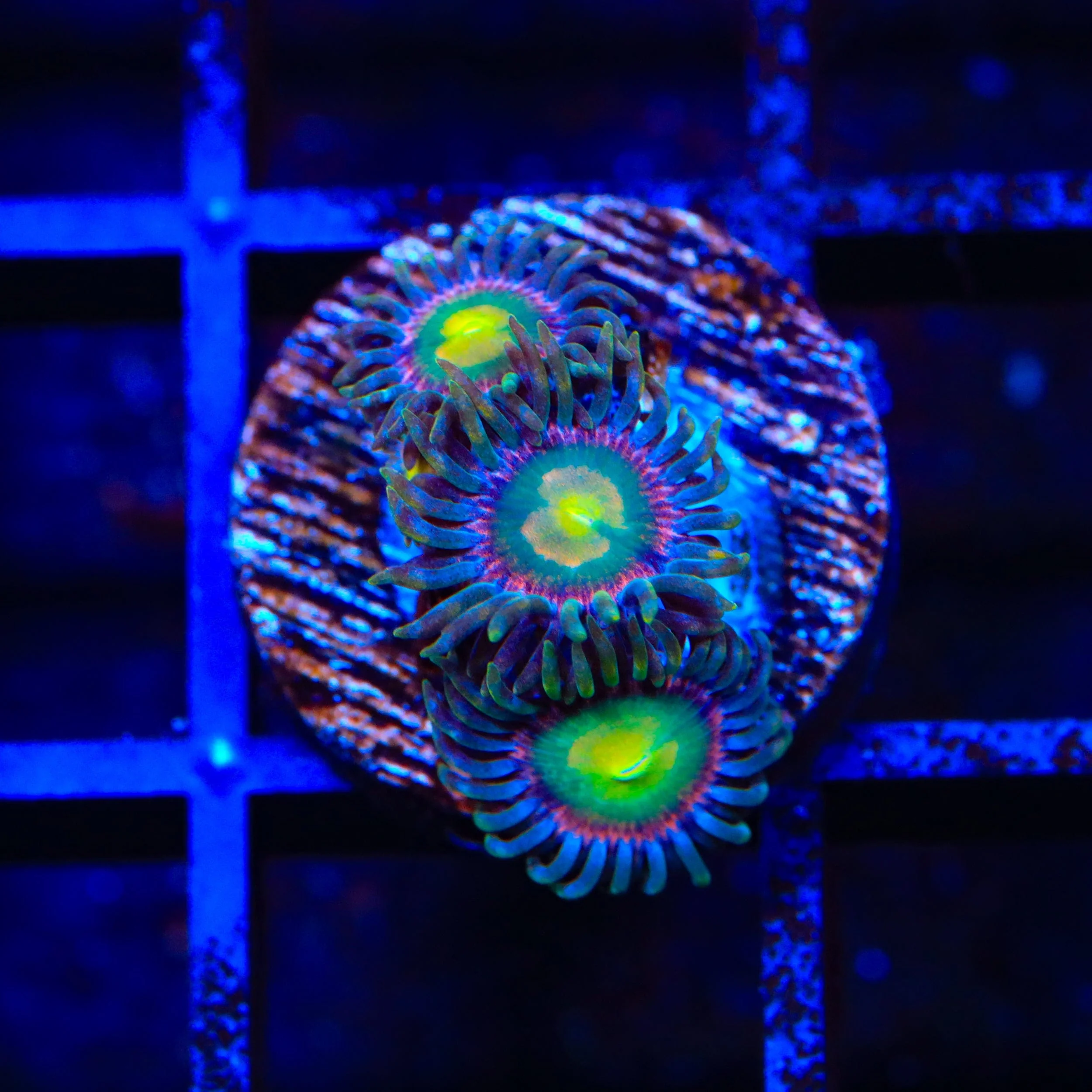 Laser Lemon Zoanthids Coral - Image 3
