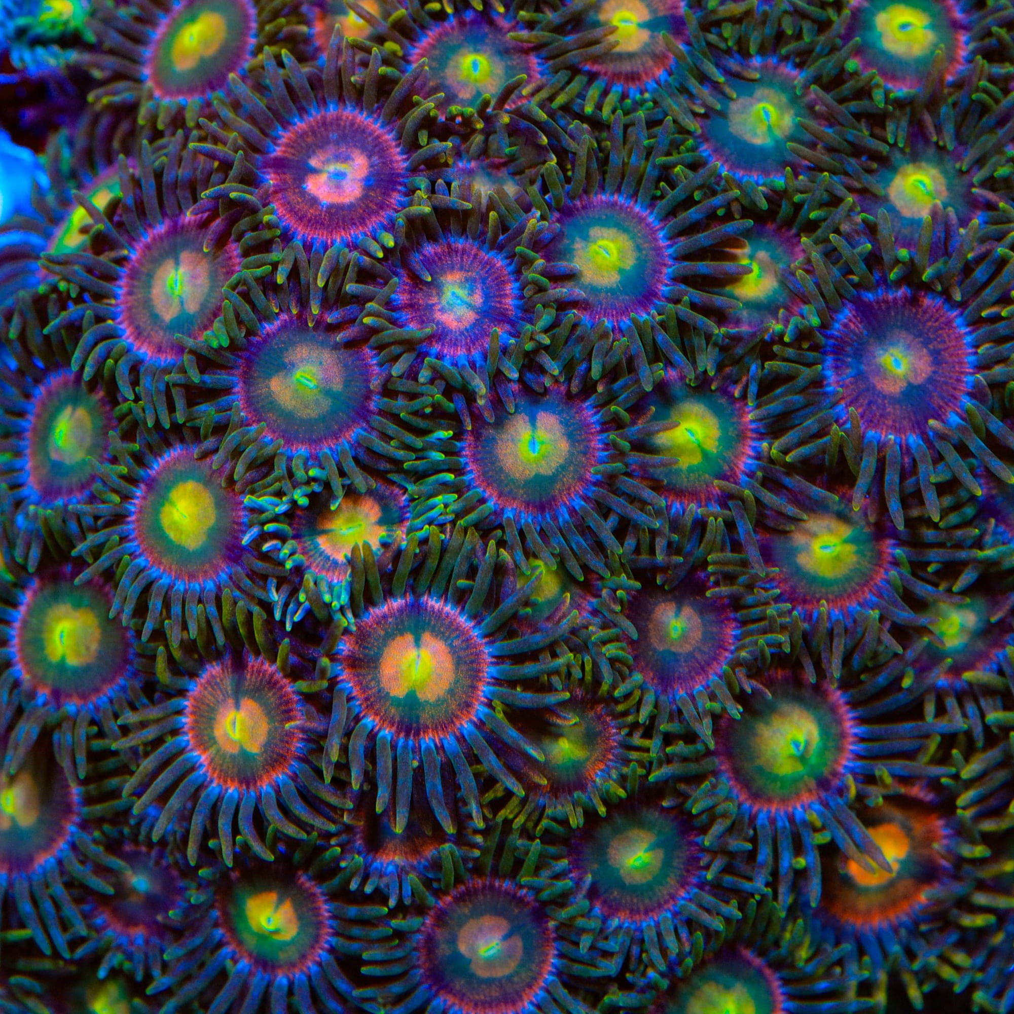 Laser Lemon Zoanthids Coral - Image 4