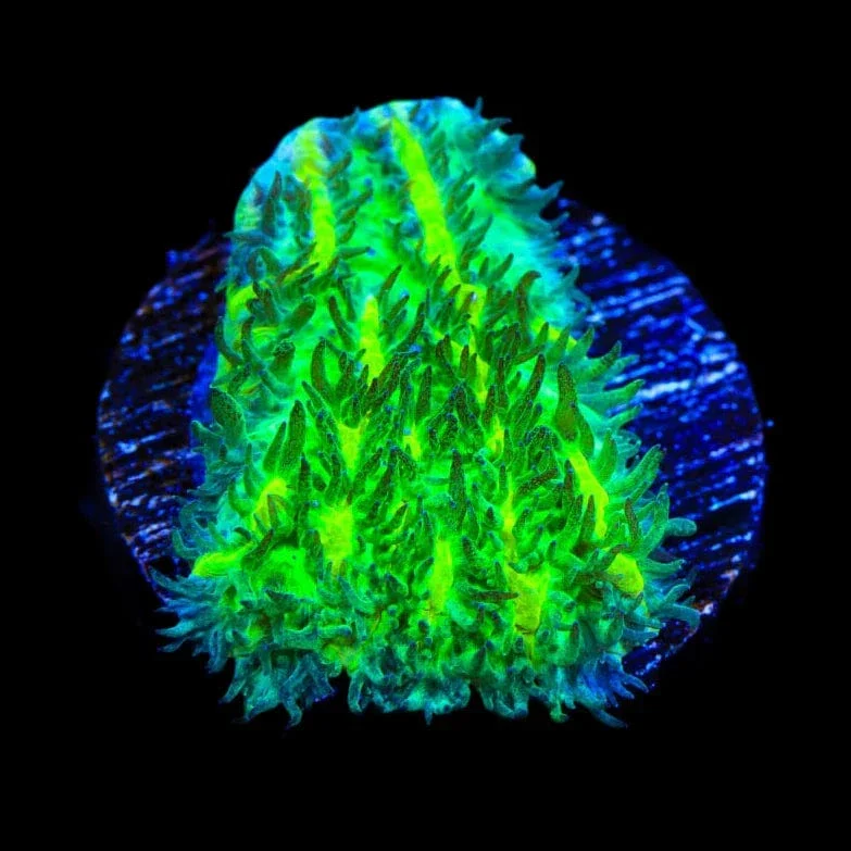 TSA Lemon Lime Hydnophora Coral - Image 2
