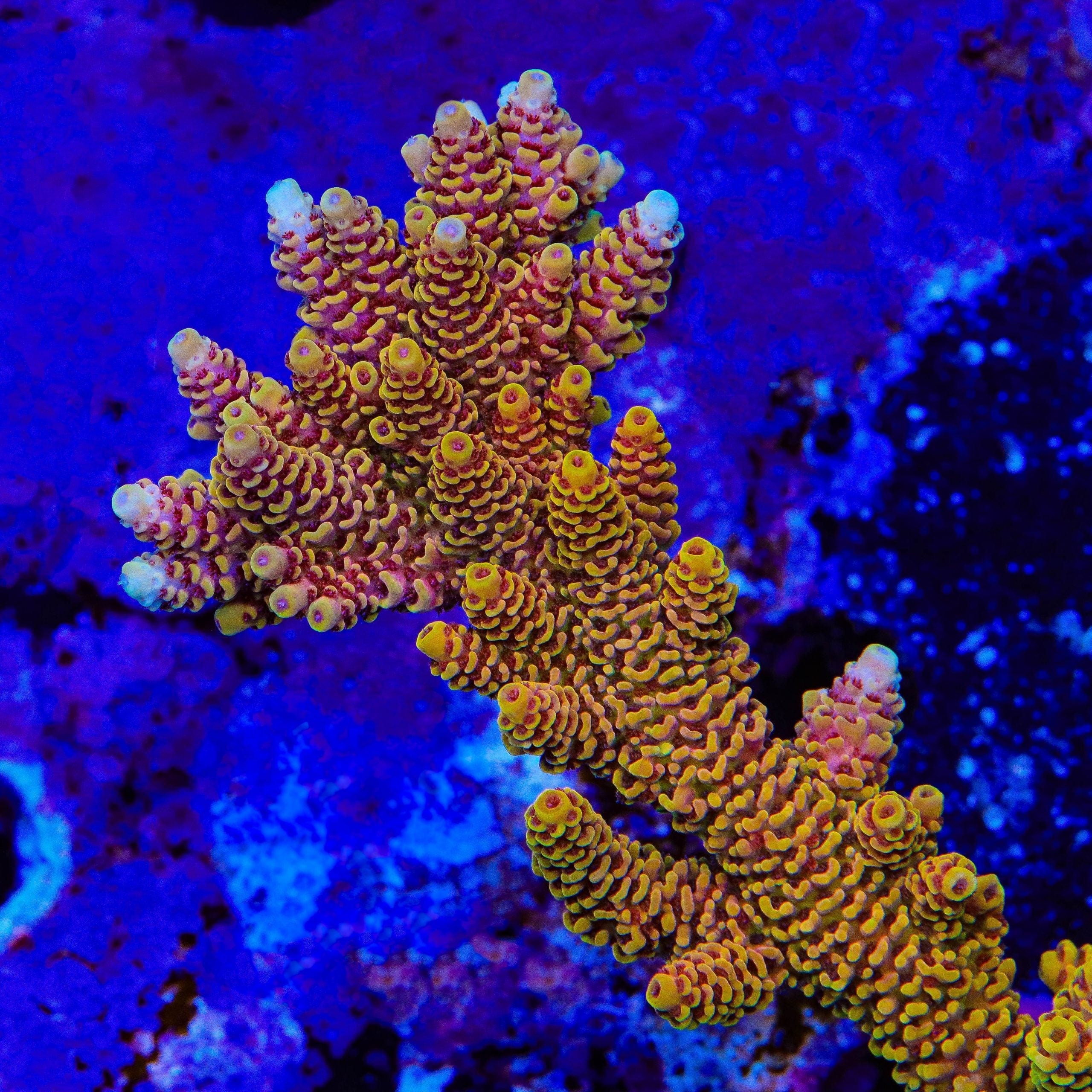 TSA Lion O Acropora Coral - Image 2