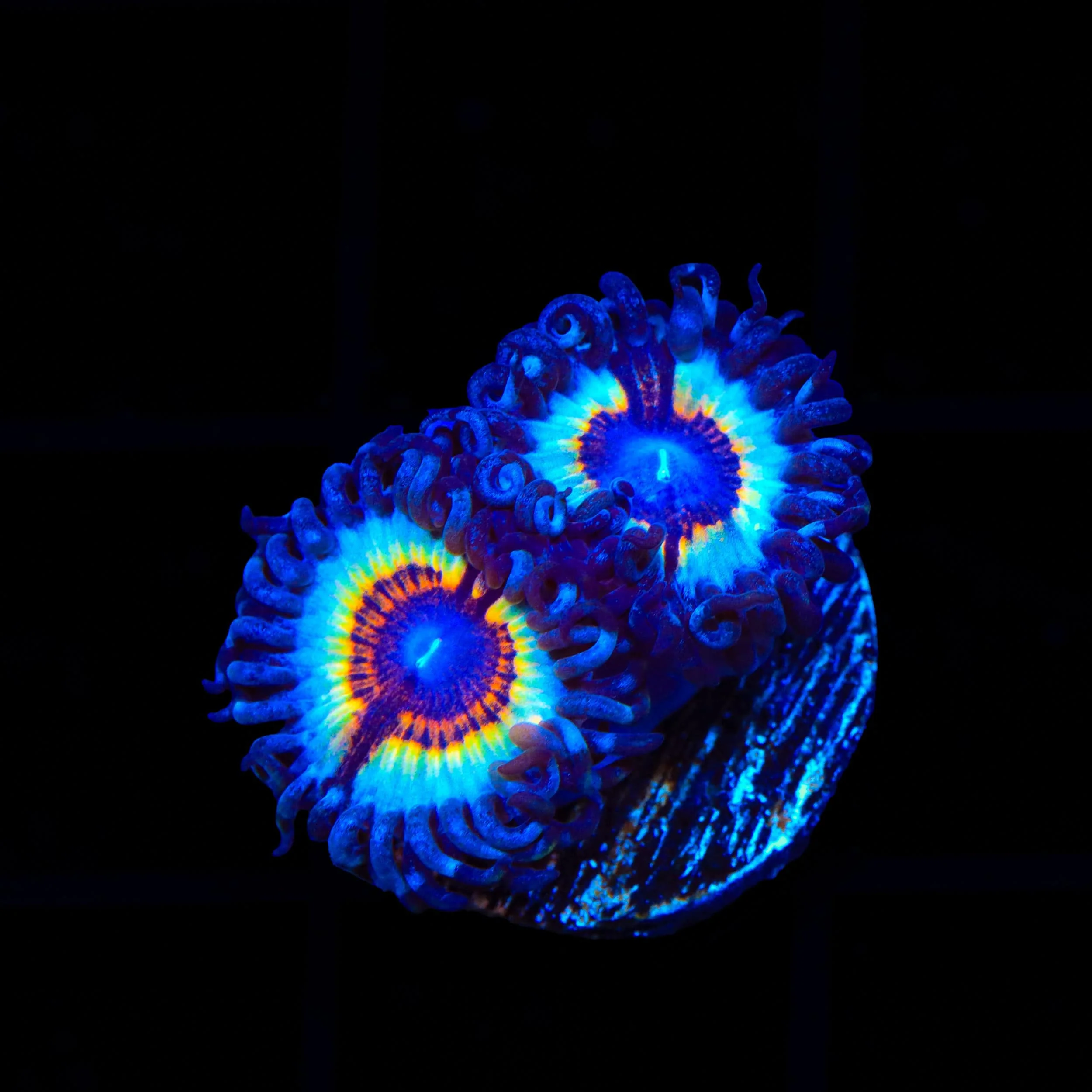 TSA Little Shop of Nightmare Zoanthids Coral - Image 2