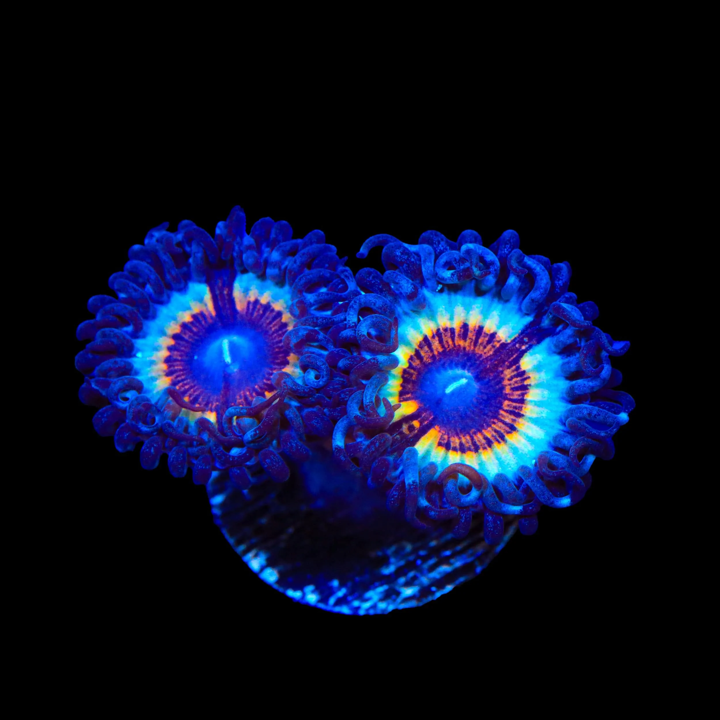 TSA Little Shop of Nightmare Zoanthids Coral - Image 3