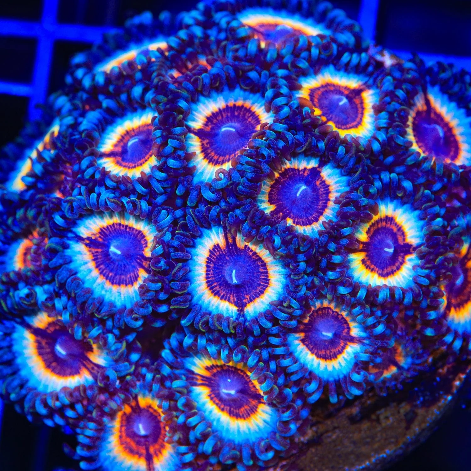 TSA Little Shop of Nightmare Zoanthids Coral - Image 4