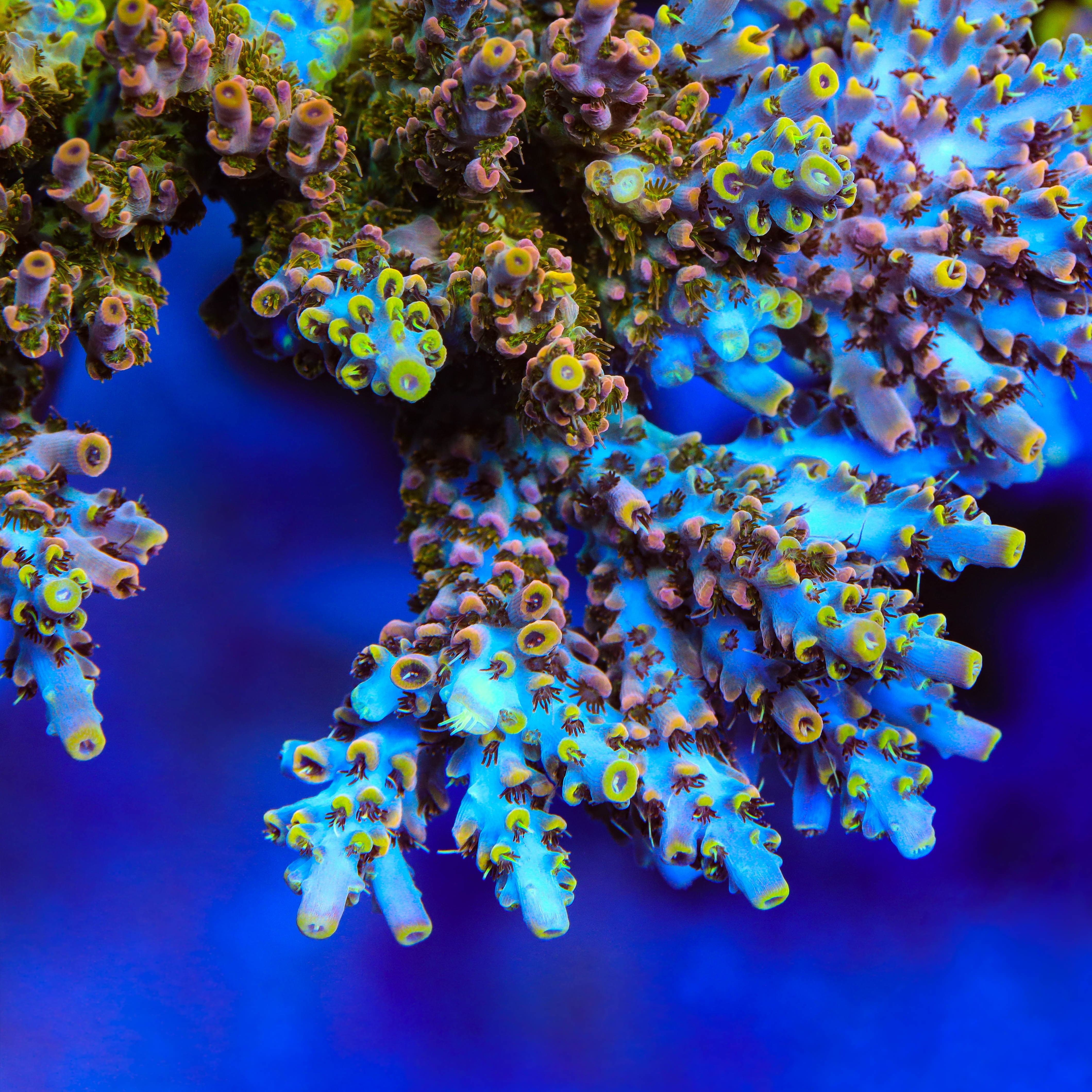 TSA Long Island Acropora Coral - Image 2