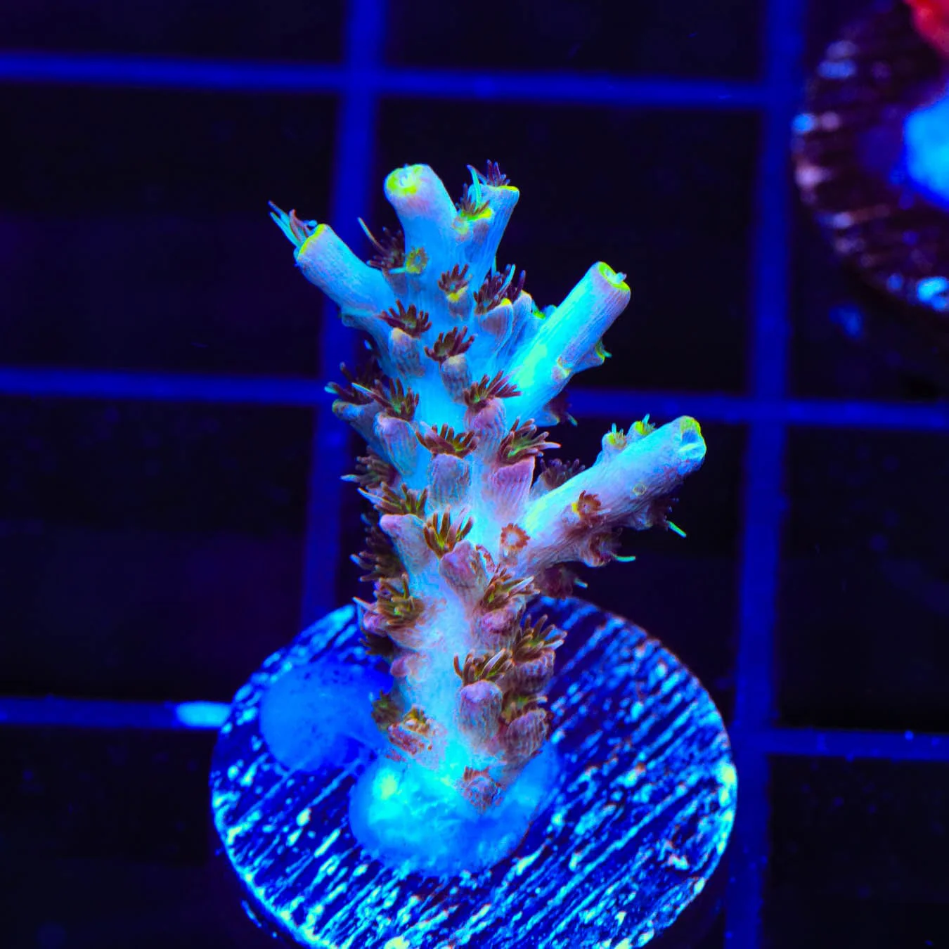TSA Long Island Acropora Coral - Image 2