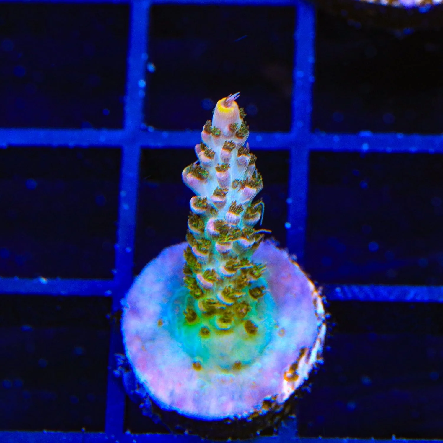 TSA Long Island Acropora Coral - Image 3