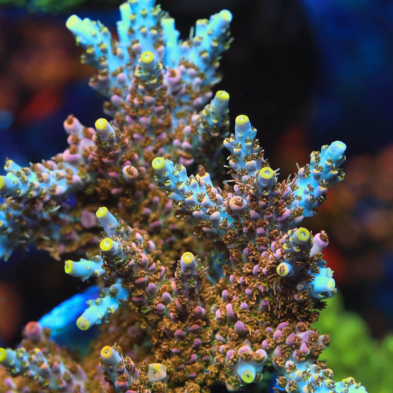 TSA Long Island Acropora Coral - Image 5