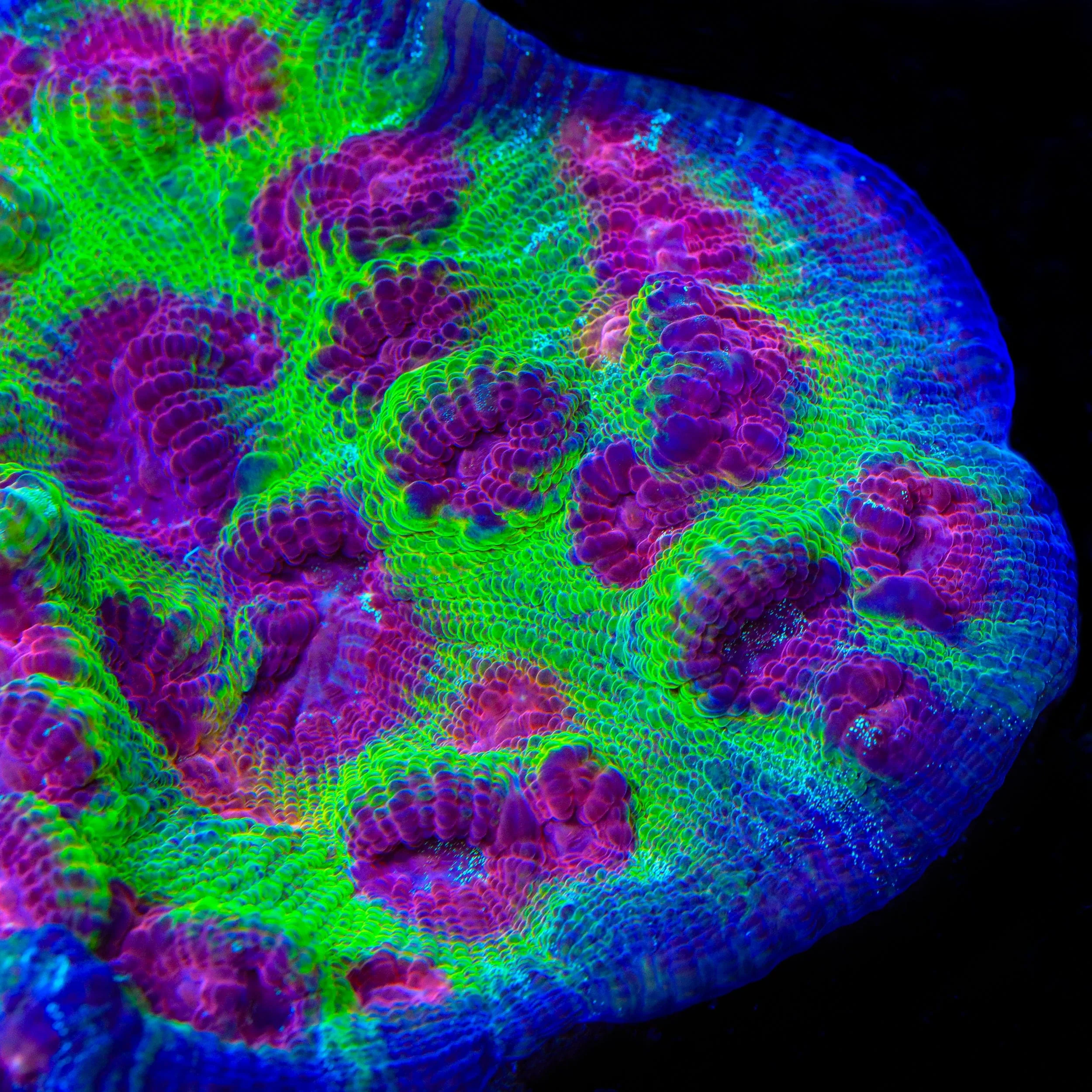 TSA Luigi Chalice Coral - Image 2