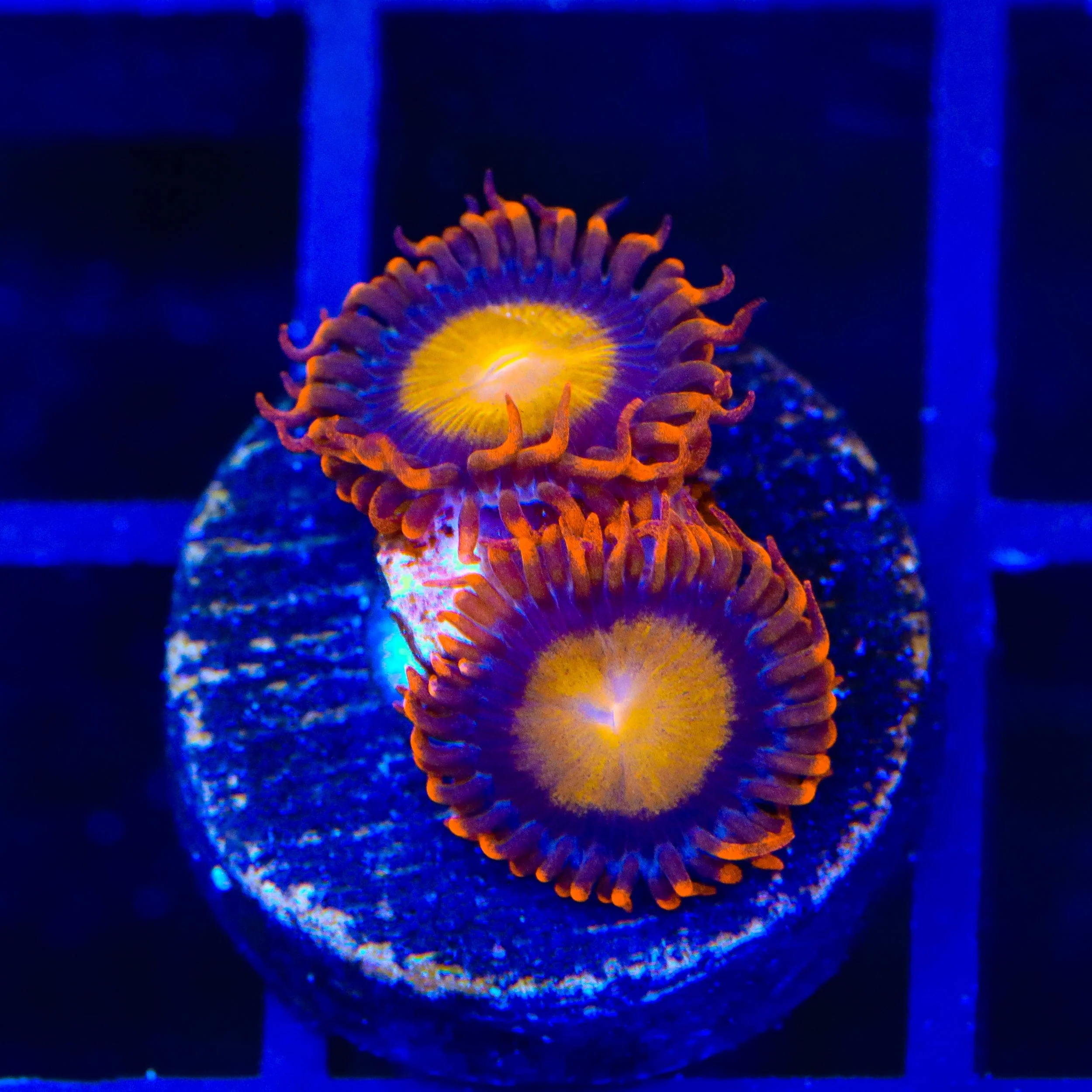 TSA Mandarin Orange Zoanthids Coral - Image 2