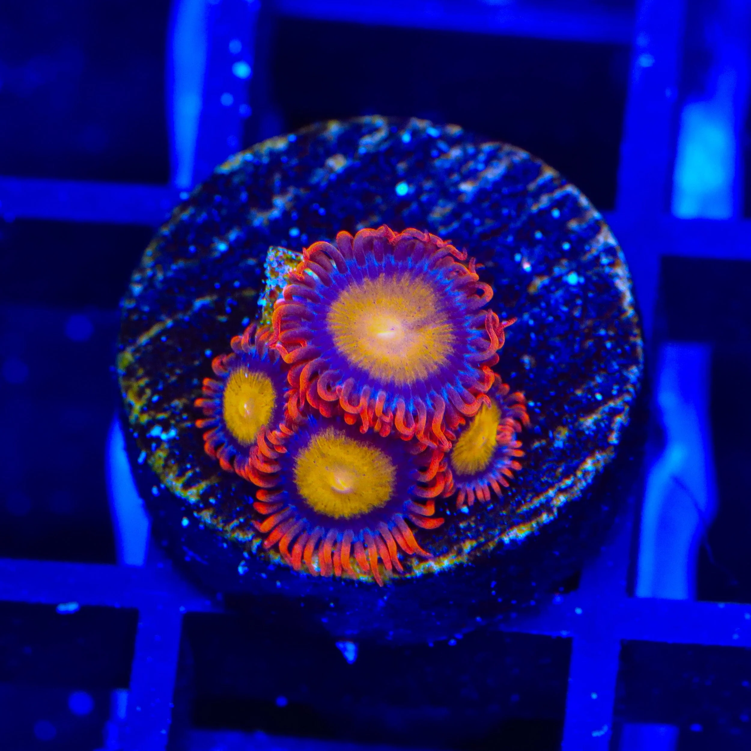 TSA Mandarin Orange Zoanthids Coral - Image 3