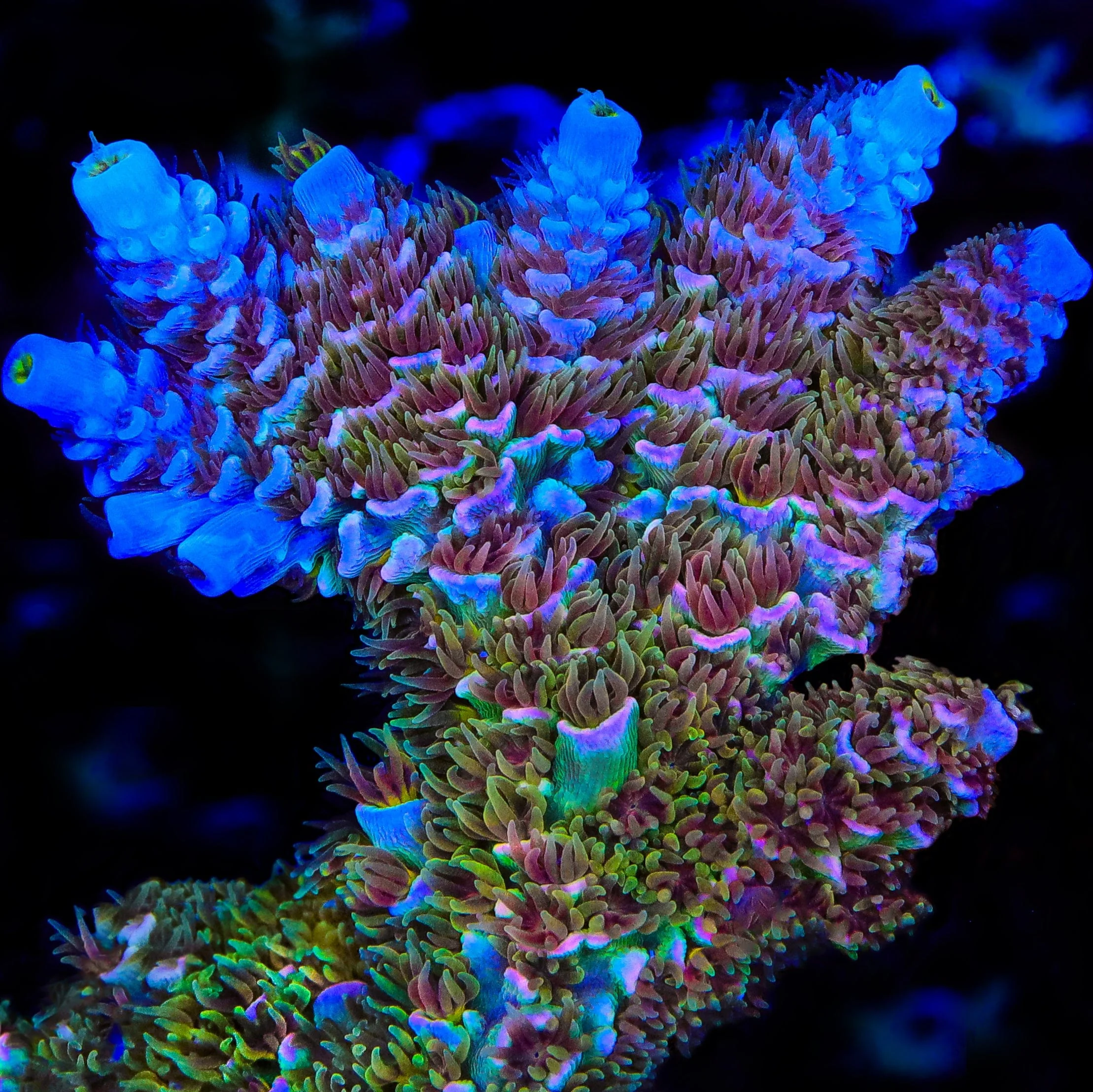 TSA Mango Passion Tenuis Acropora XL Frag Coral - Image 2