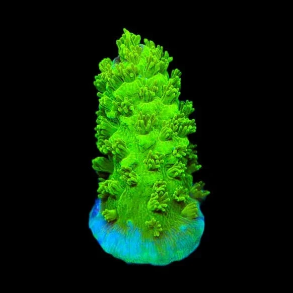 TSA Margaritaville Acropora Coral - Image 2