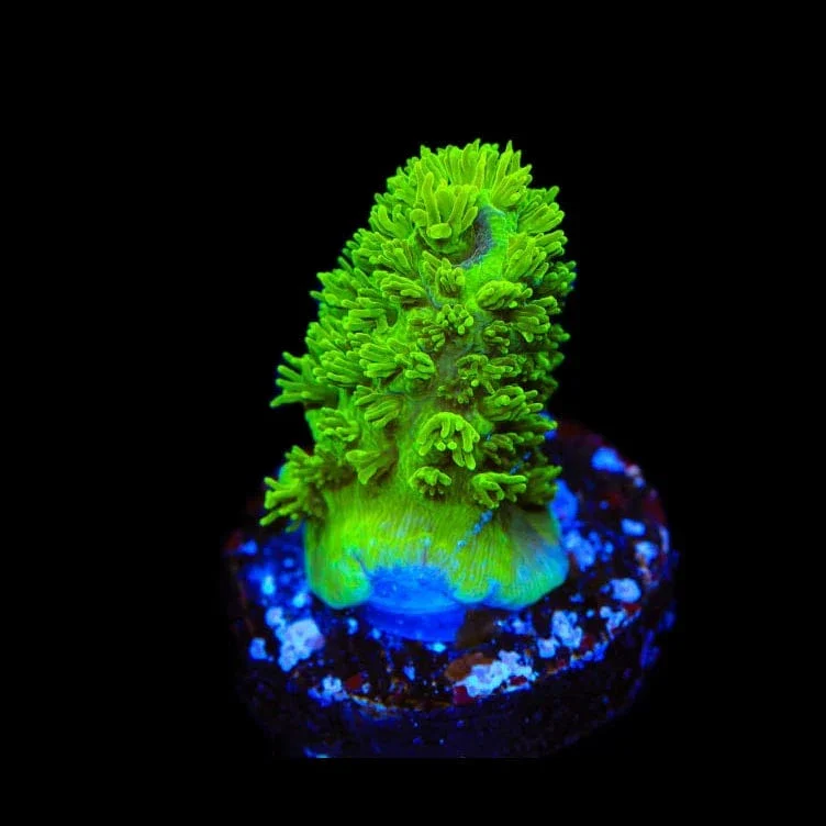 TSA Margaritaville Acropora Coral - Image 3