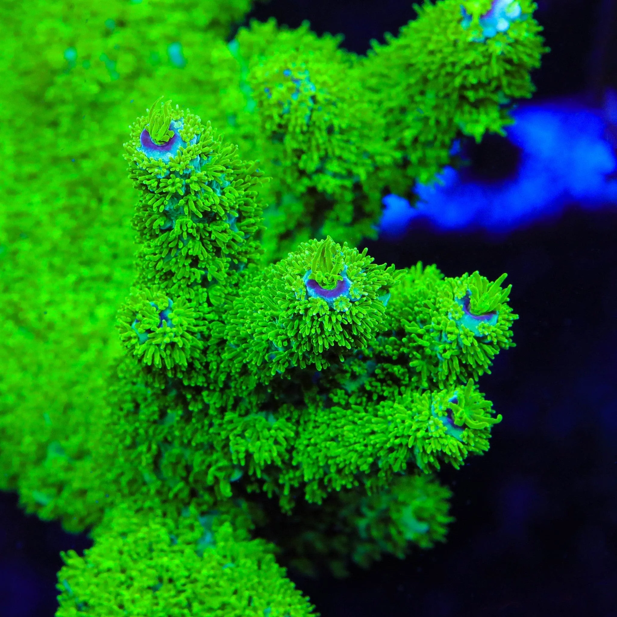 TSA Margaritaville Acropora XL Frag Coral - Image 2