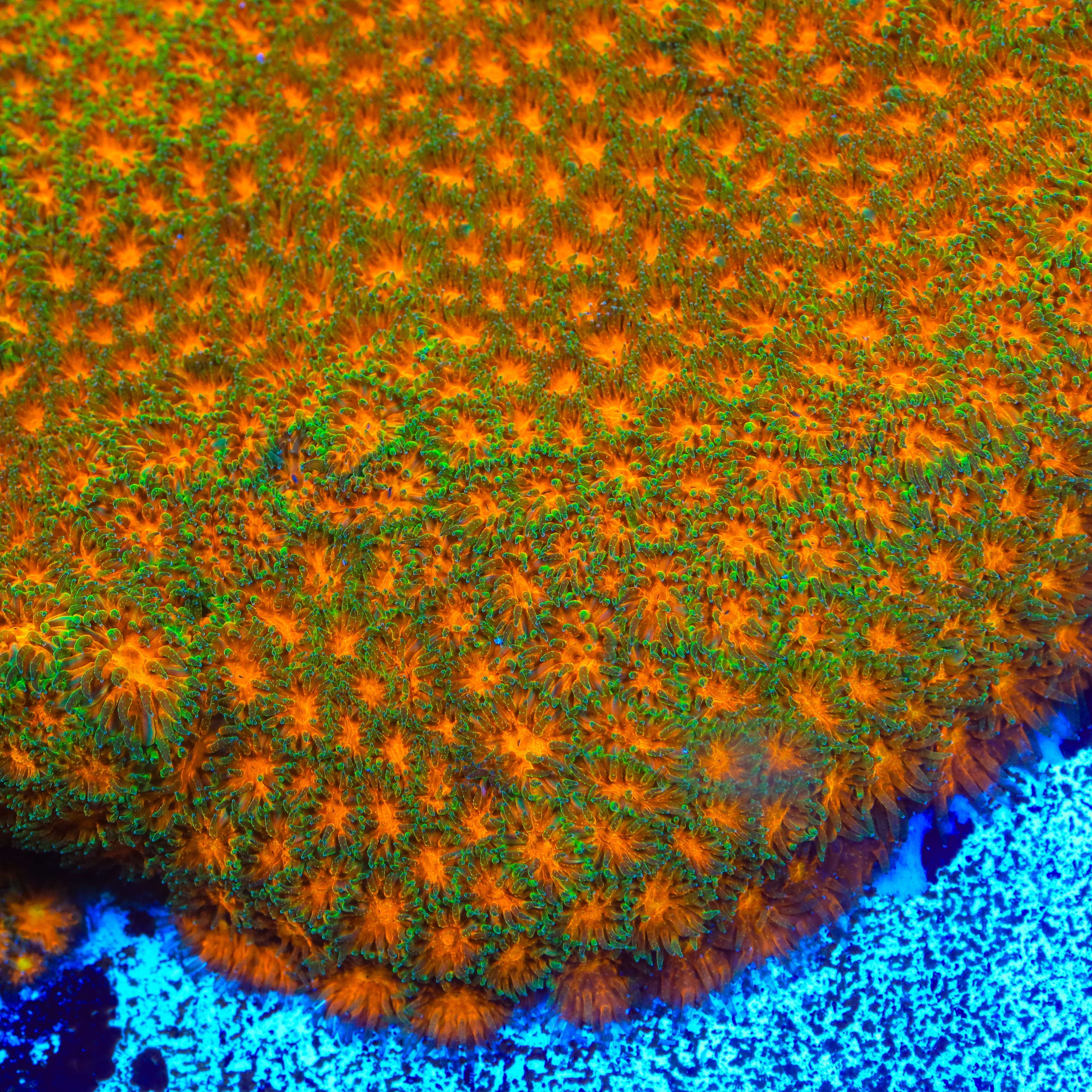 TSA Mayhem Leptastrea Coral - Image 4