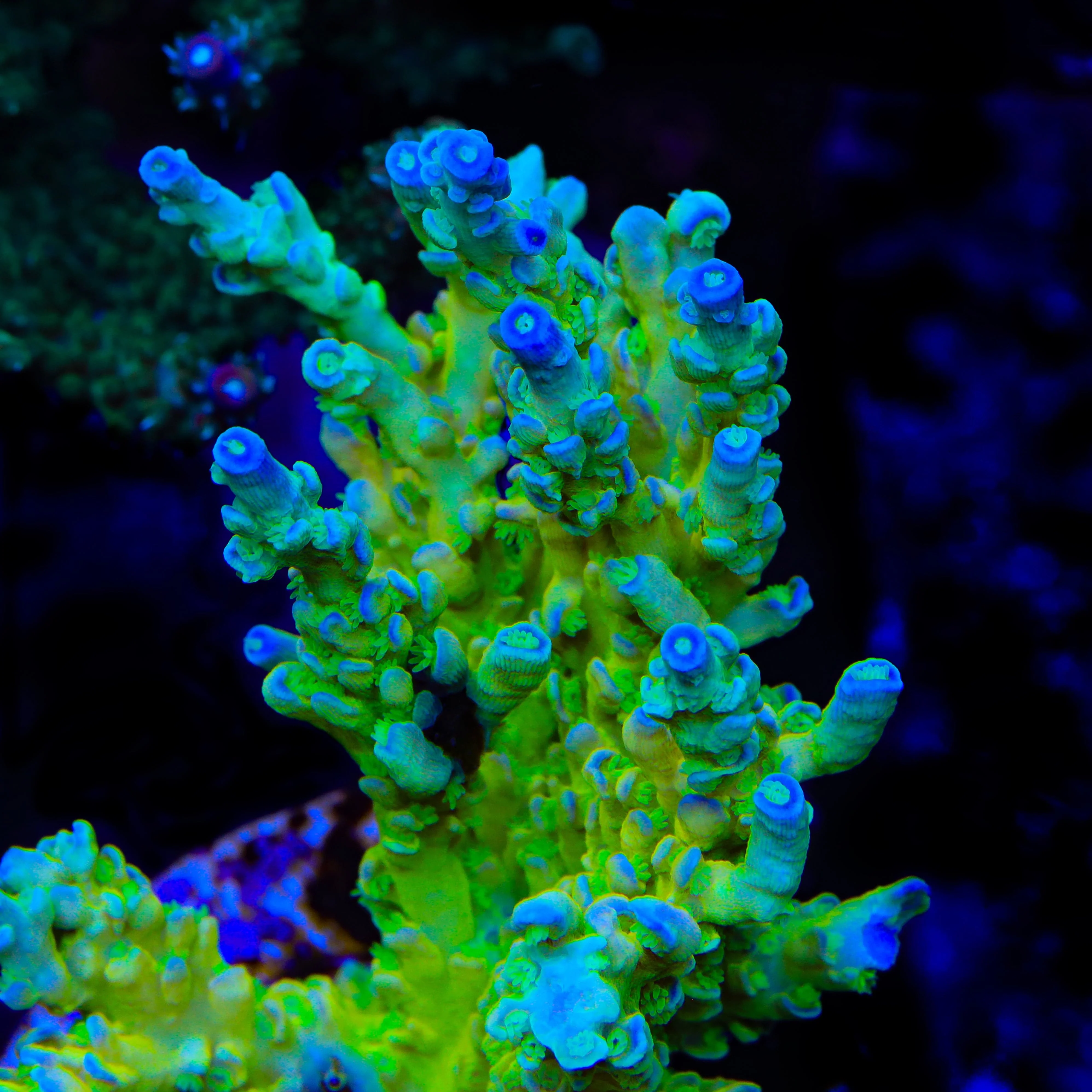 TSA Mimosa Acropora Coral - Image 3