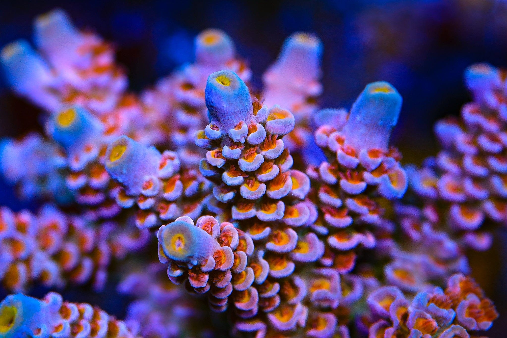 TSA Miss Piggy Tenuis Acropora Coral - Image 2