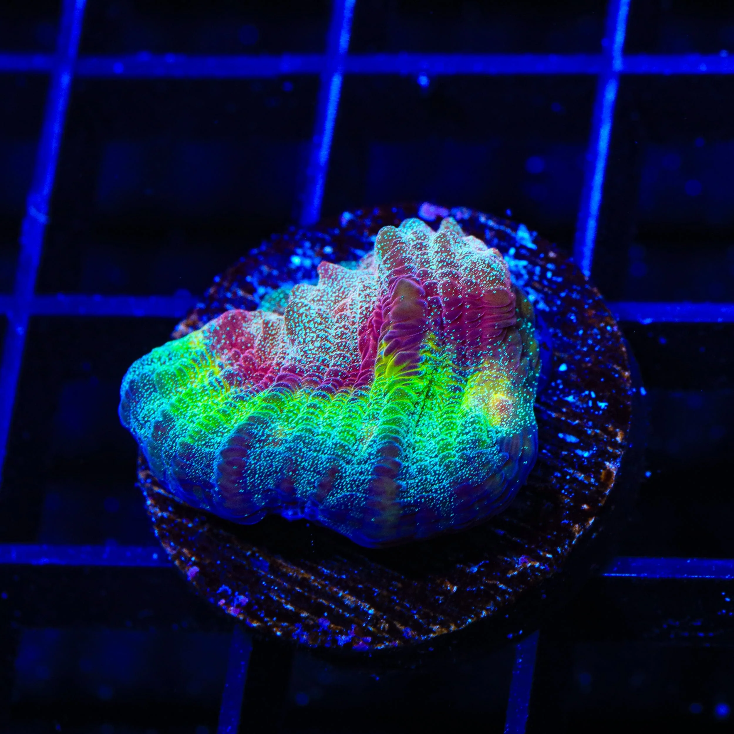 TSA My Chemical Romance Chalice Coral - Image 2