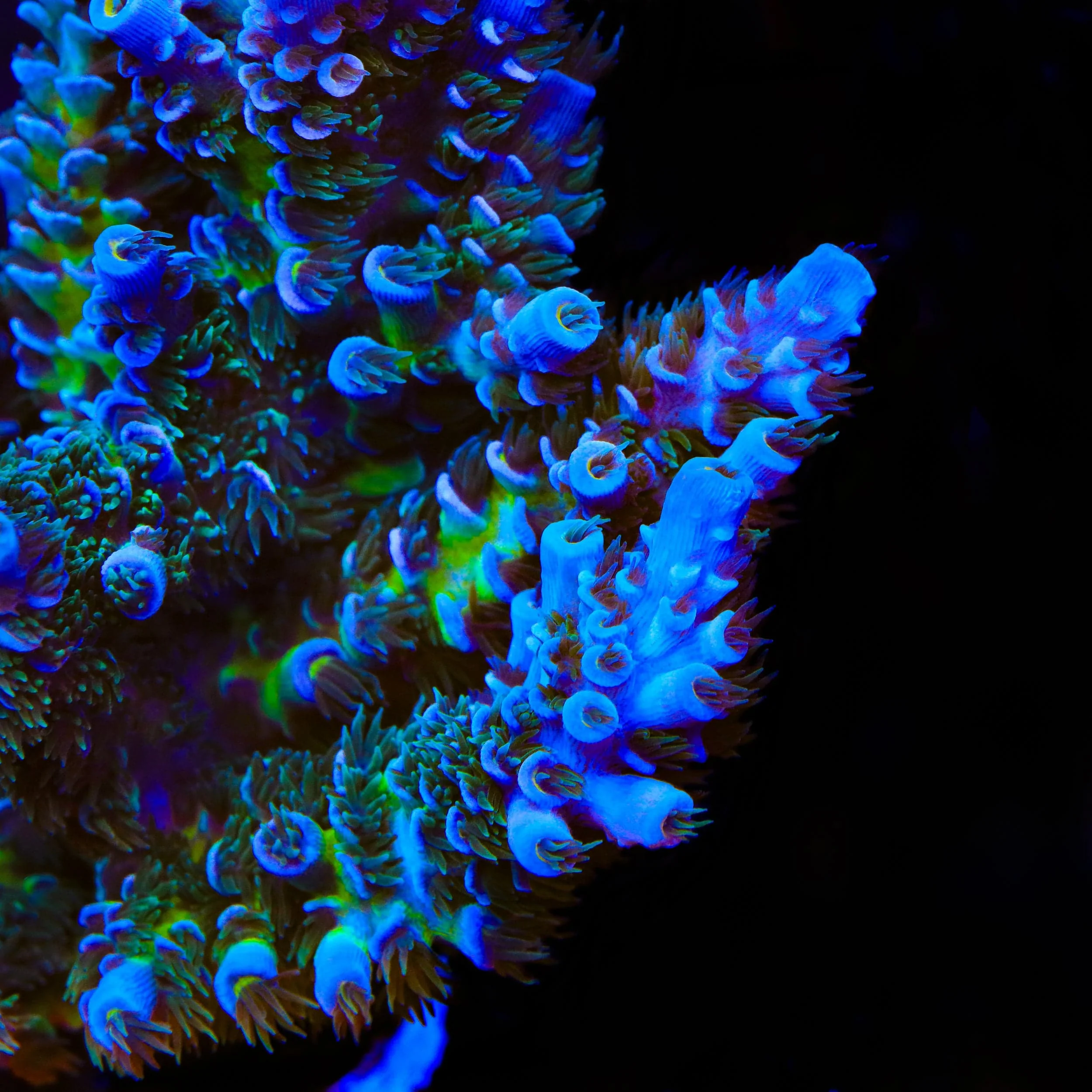 TSA Mystique Acropora XL Frag Coral - Image 2