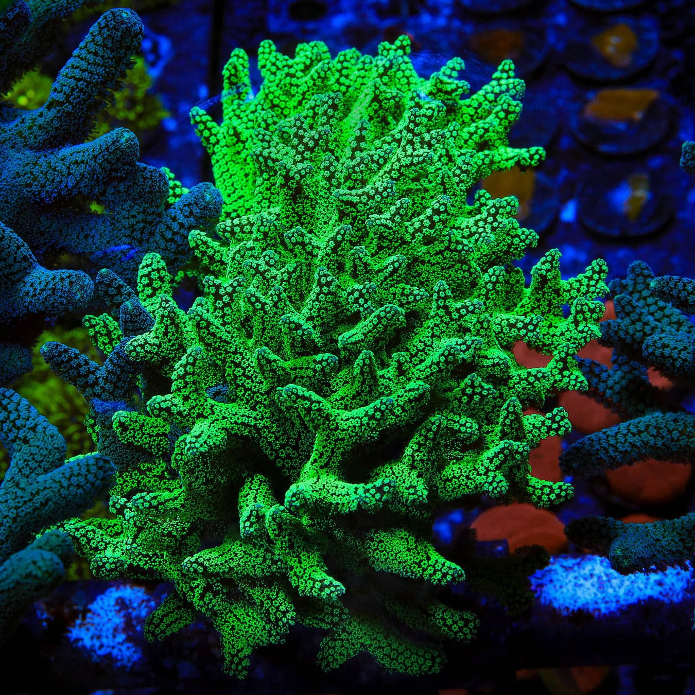 TSA Neon Green Birdsnest XL Frag Coral - Image 2