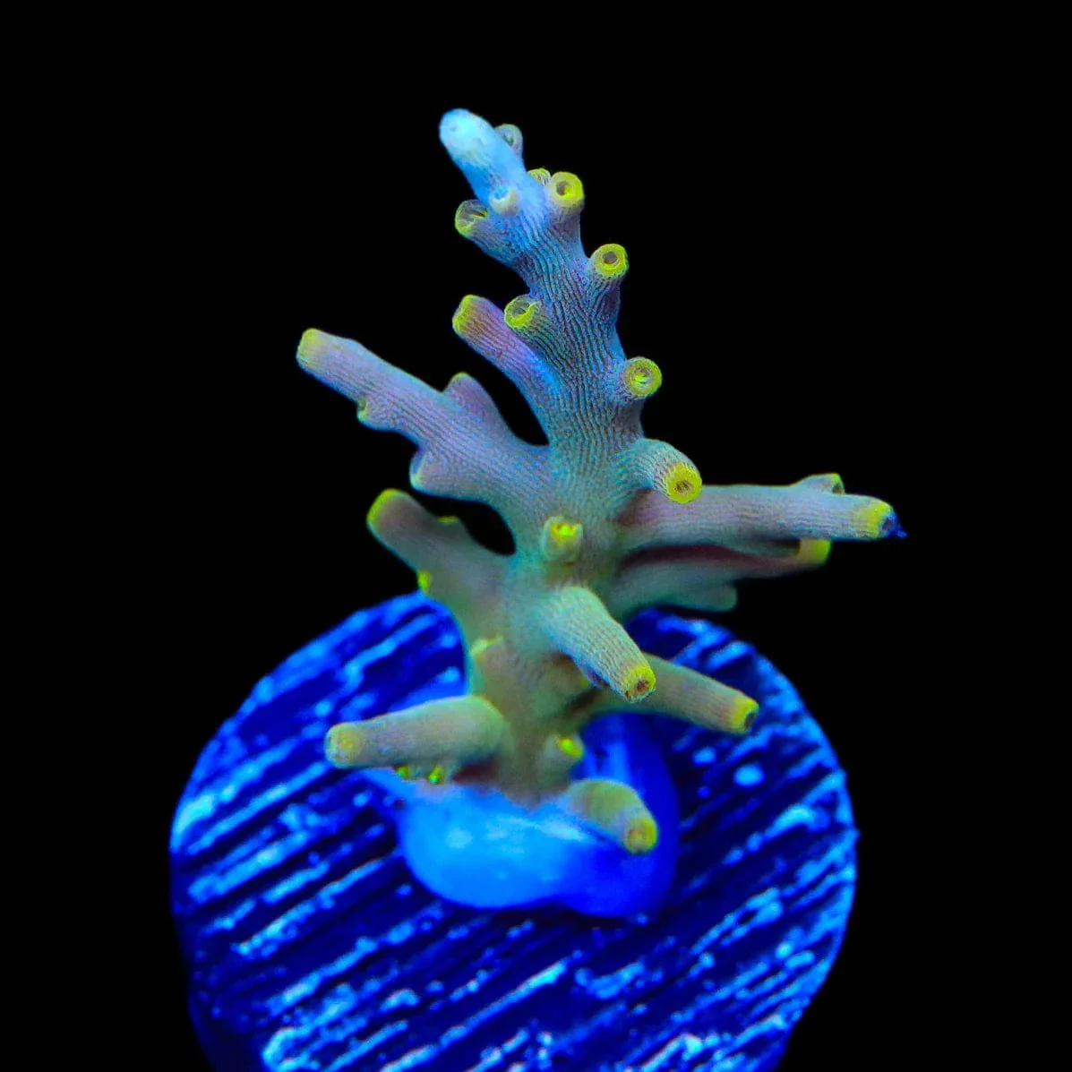 TSA Neon Nectar Dragon Acropora Coral - Image 3