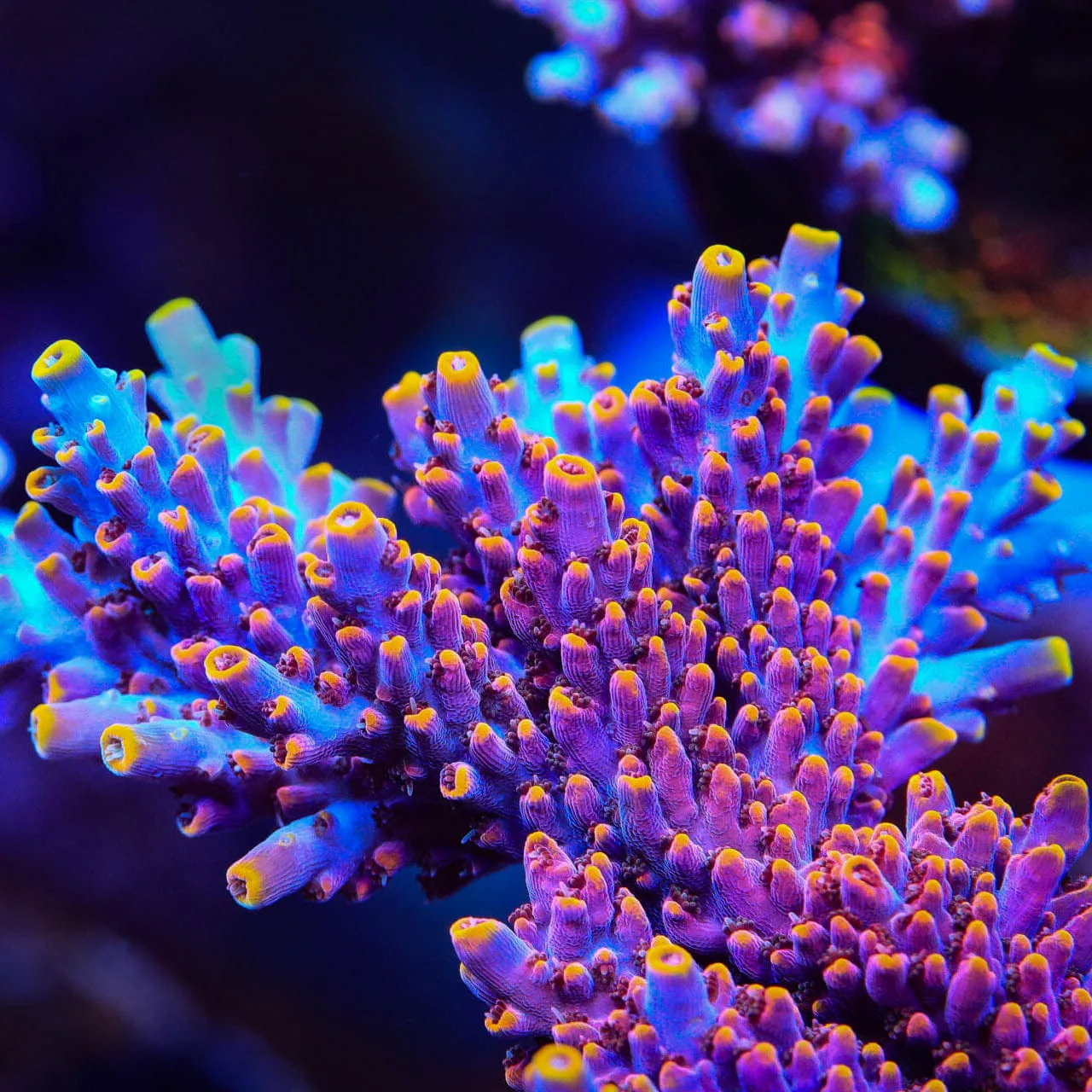 TSA Nightshade Acropora XL Frag Coral - Image 2