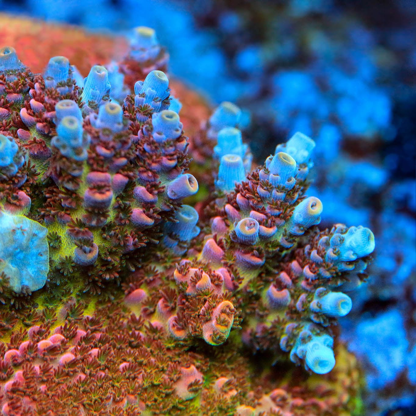 TSA Optimus Prime Acropora Coral - Image 2