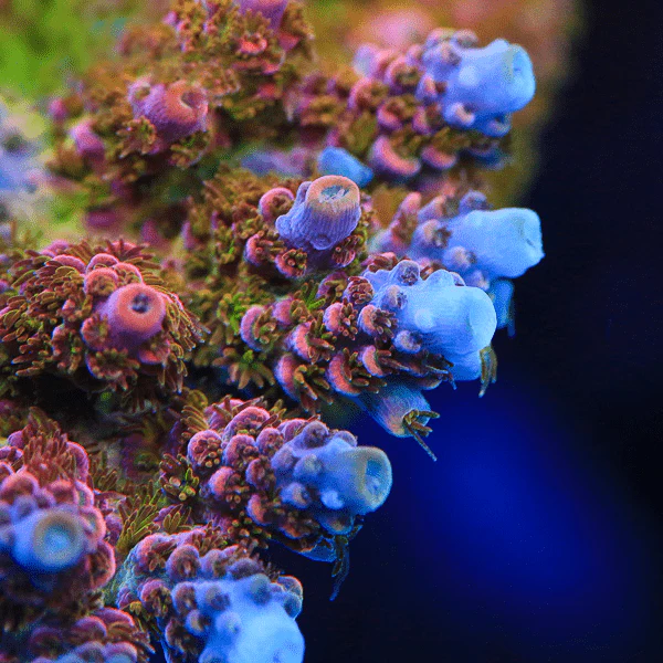 TSA Optimus Prime Acropora Coral - Image 3