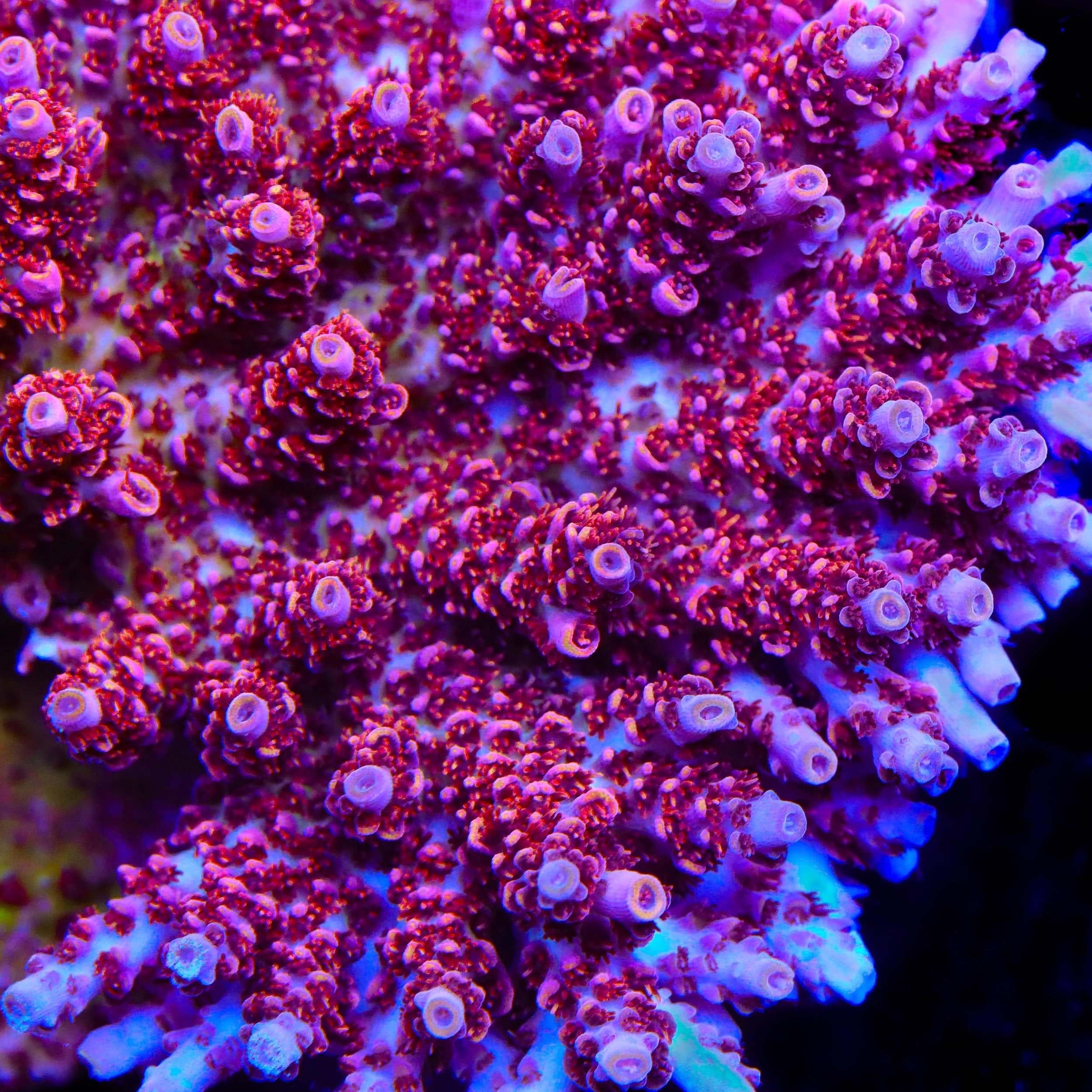 TSA Optimus Prime Acropora Coral - Image 2