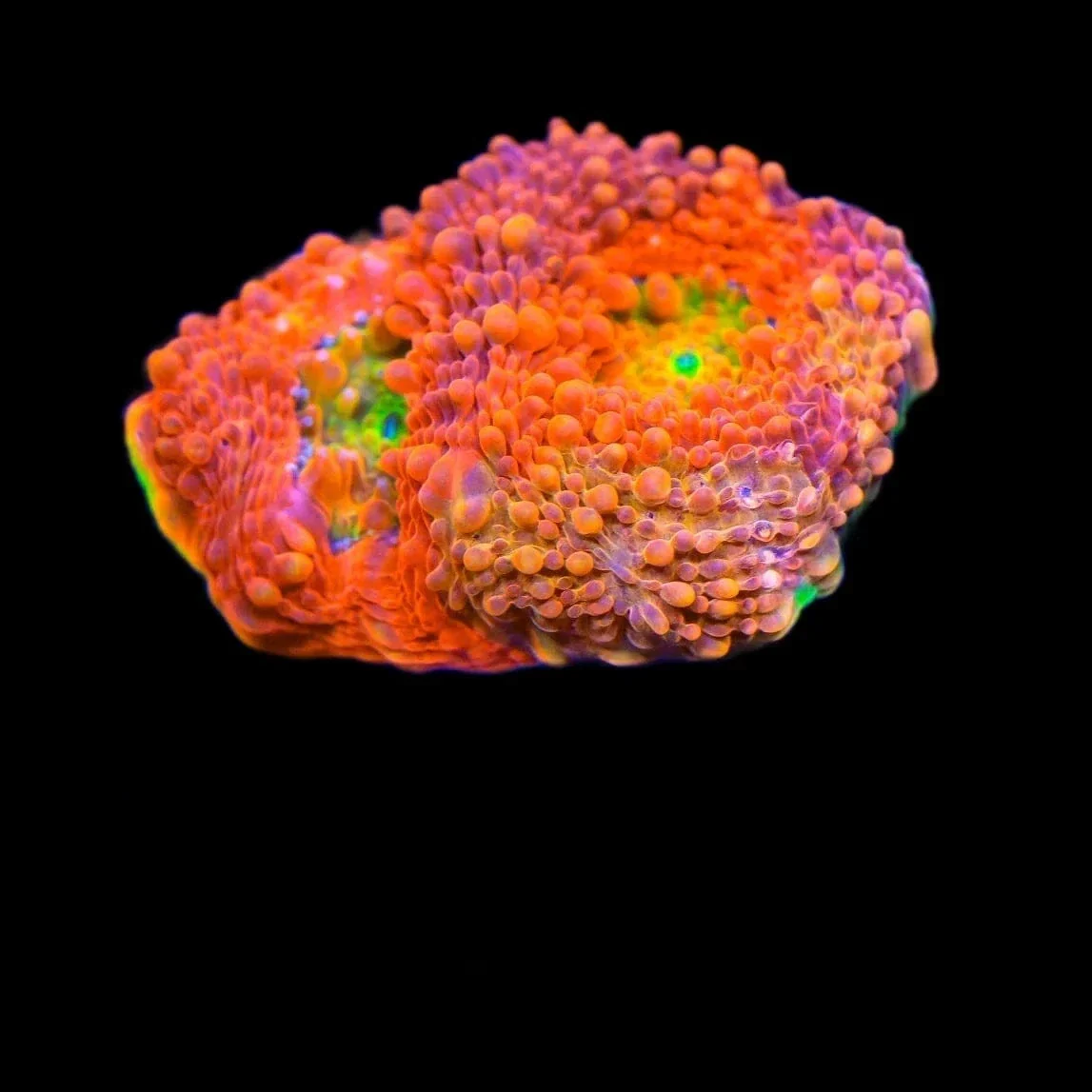 TSA Orange Crush Echinata Coral - Image 2