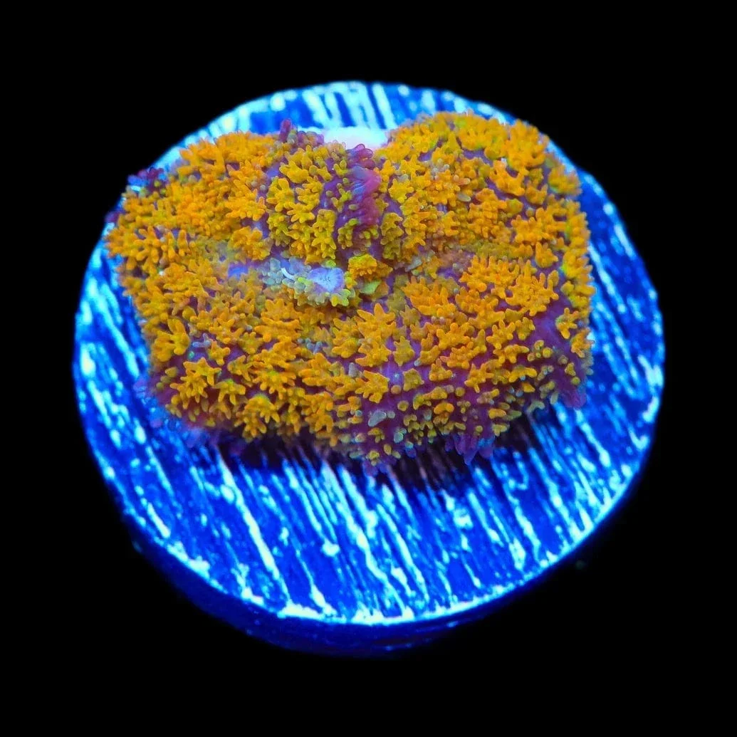 TSA Orange Smash Bounce Mushroom Coral - Image 2