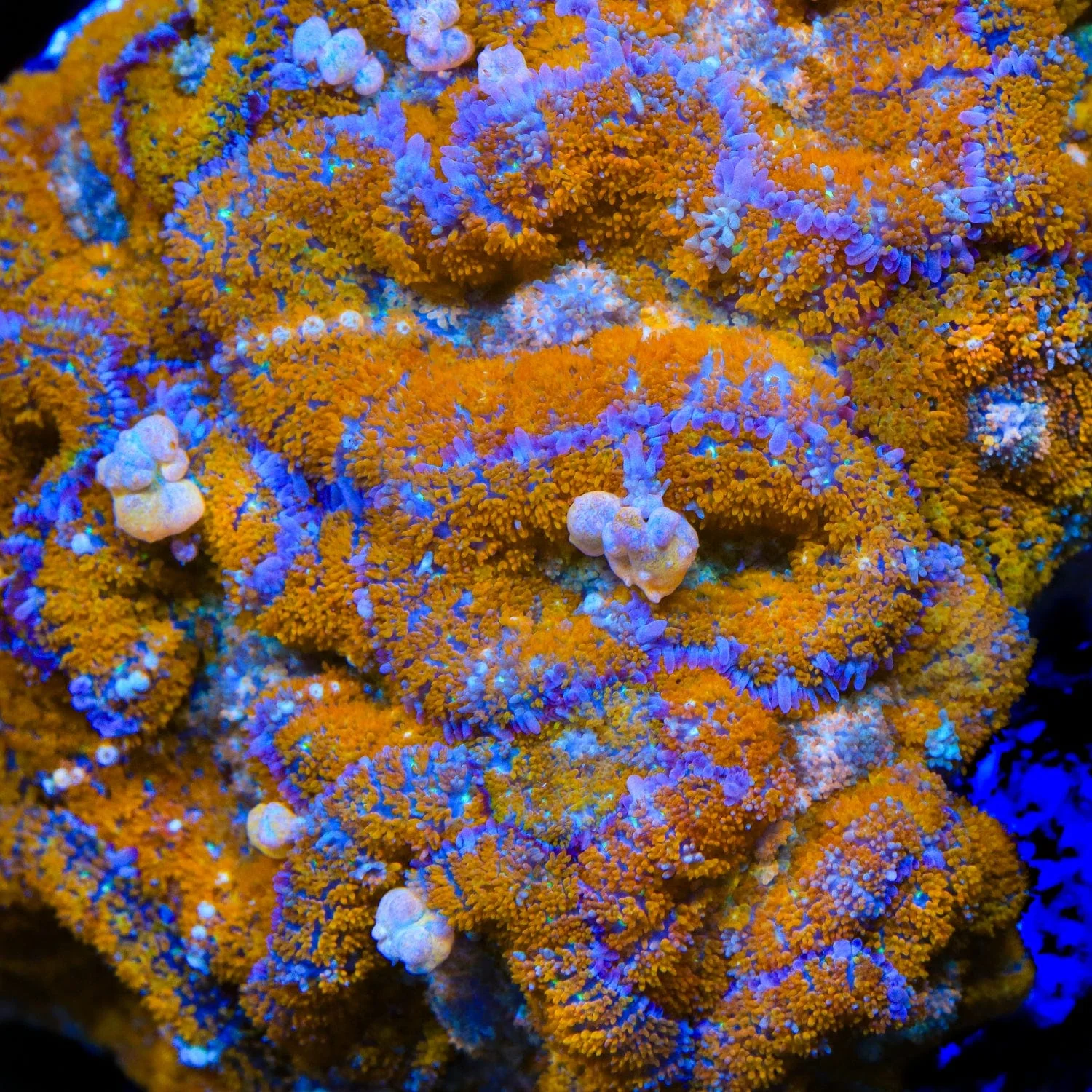 TSA Orange Smash Bounce Mushroom Coral - Image 4
