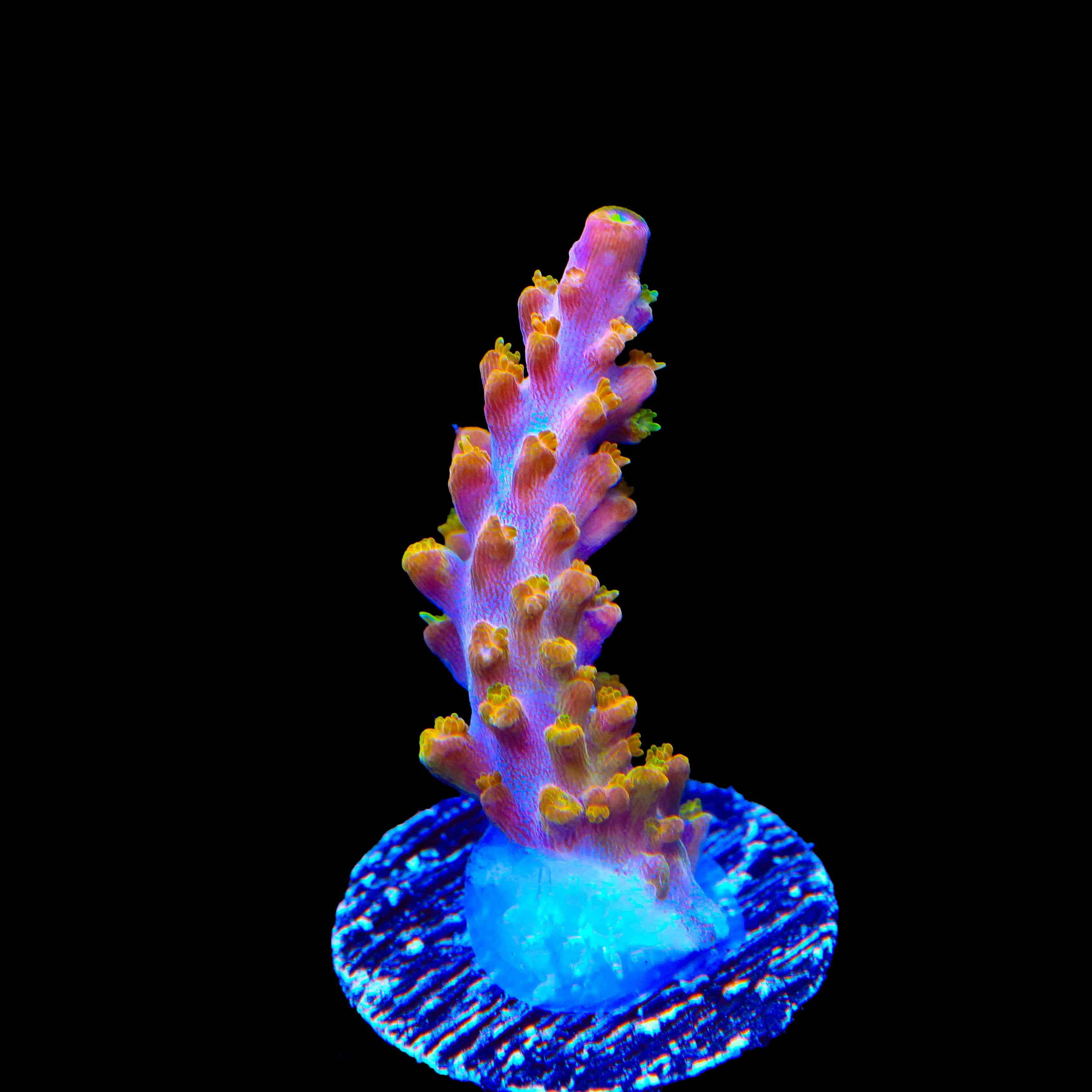 TSA Orangesicle Acropora Coral - Image 4