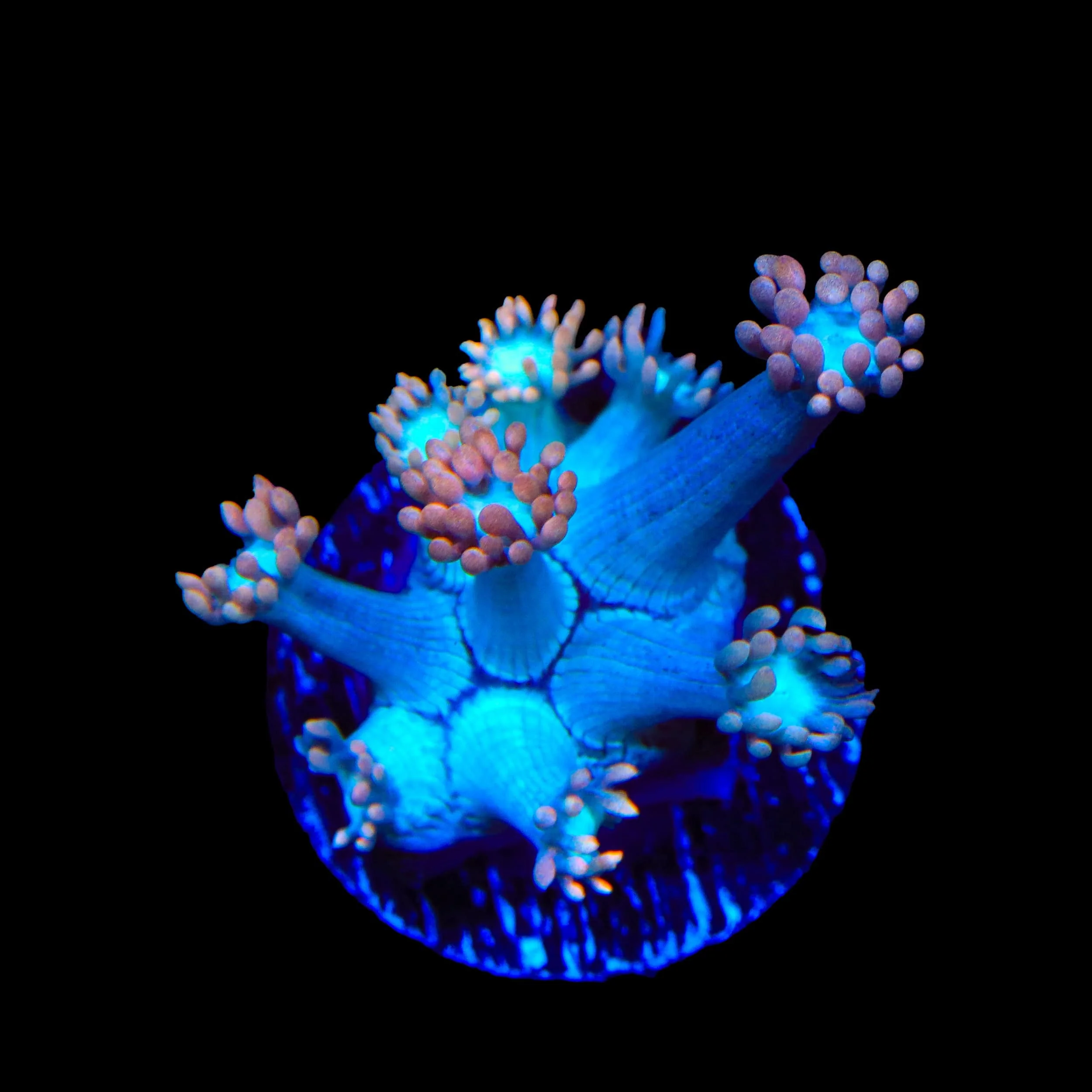 TSA Peach Dream Goniopora Coral - Image 2