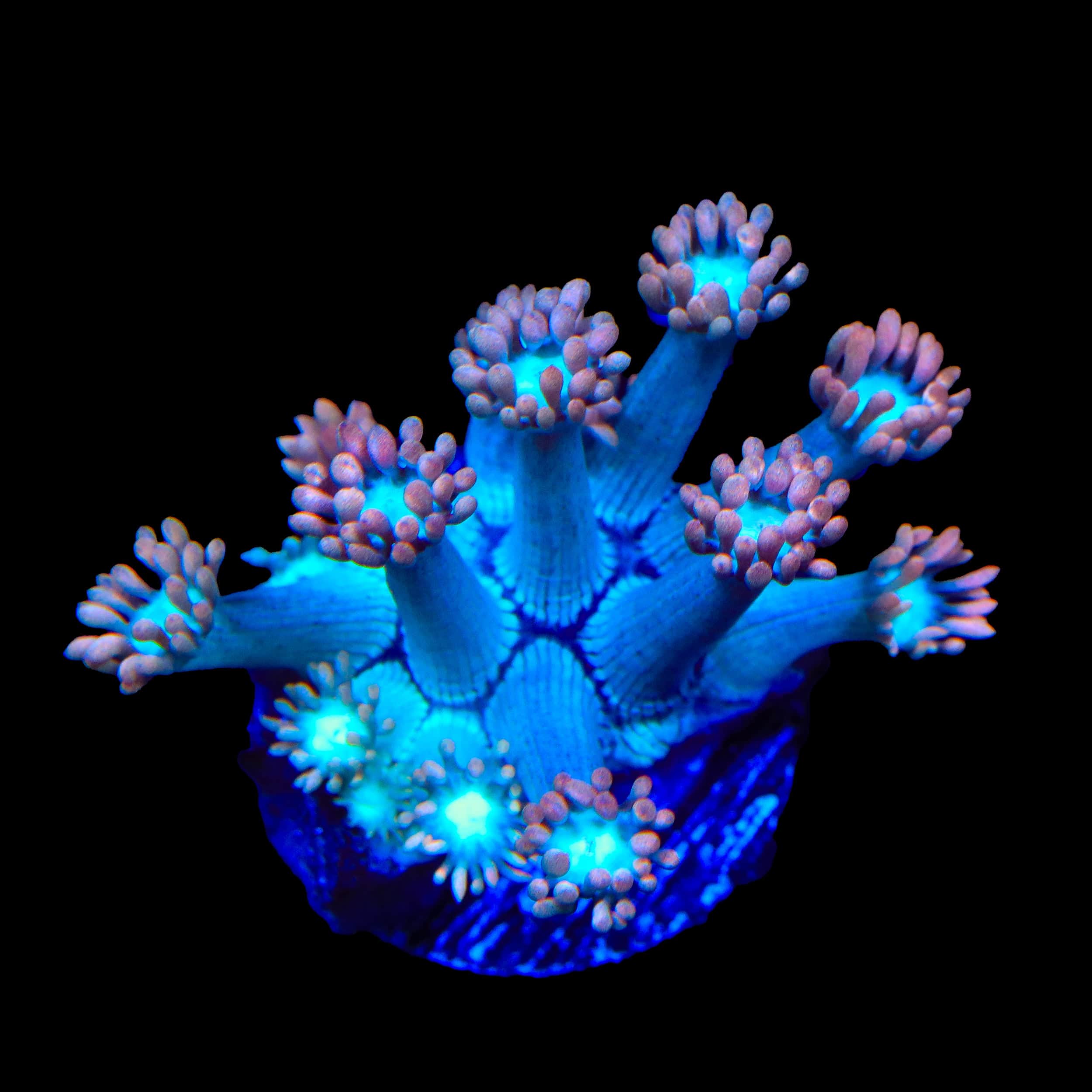 TSA Peach Dream Goniopora Coral - Image 3