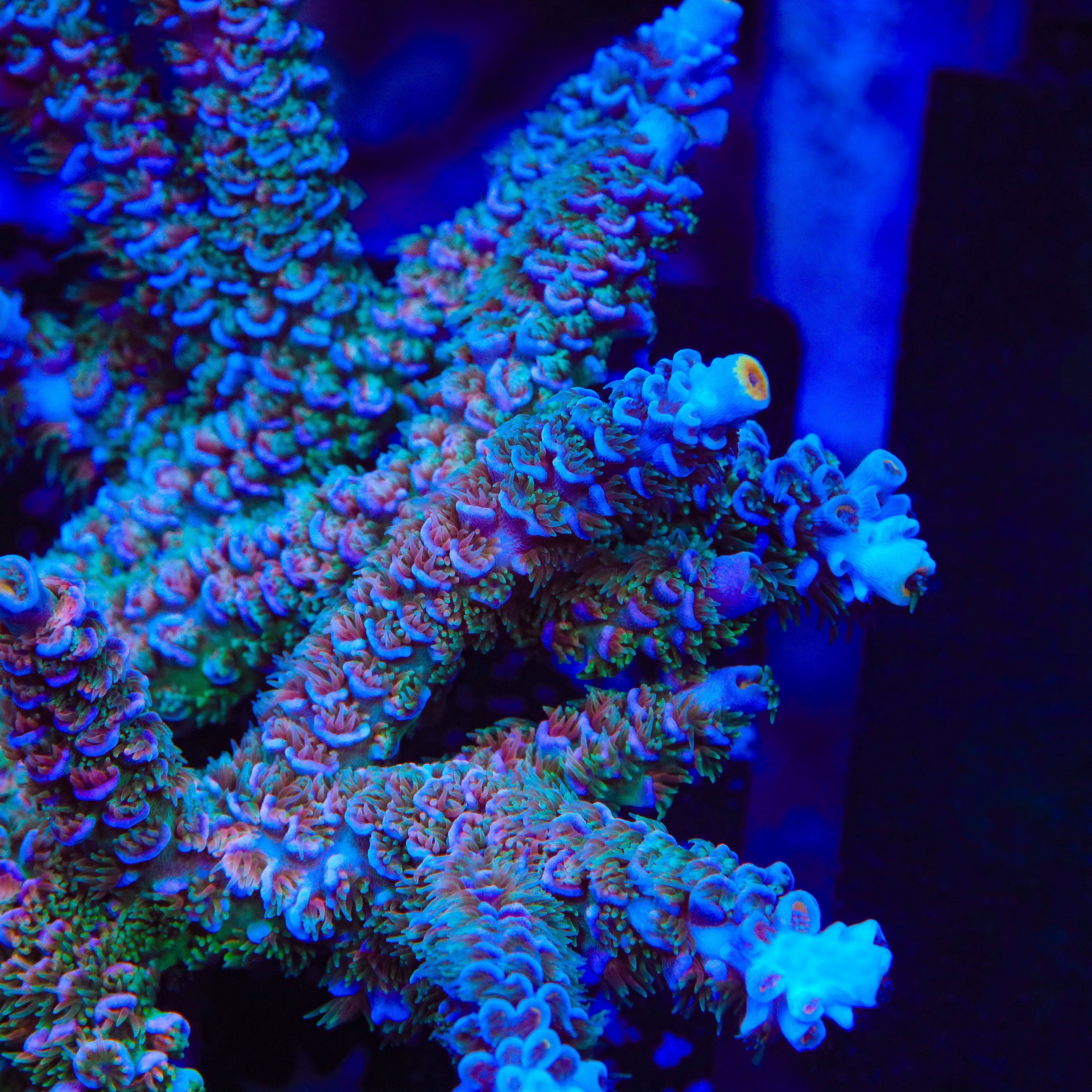 TSA Peach Tree Tenuis Acropora XL Frag Coral - Image 2
