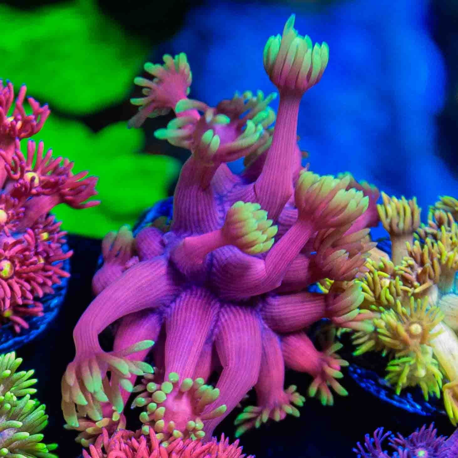 TSA Pink Primrose Goniopora Coral - Image 2