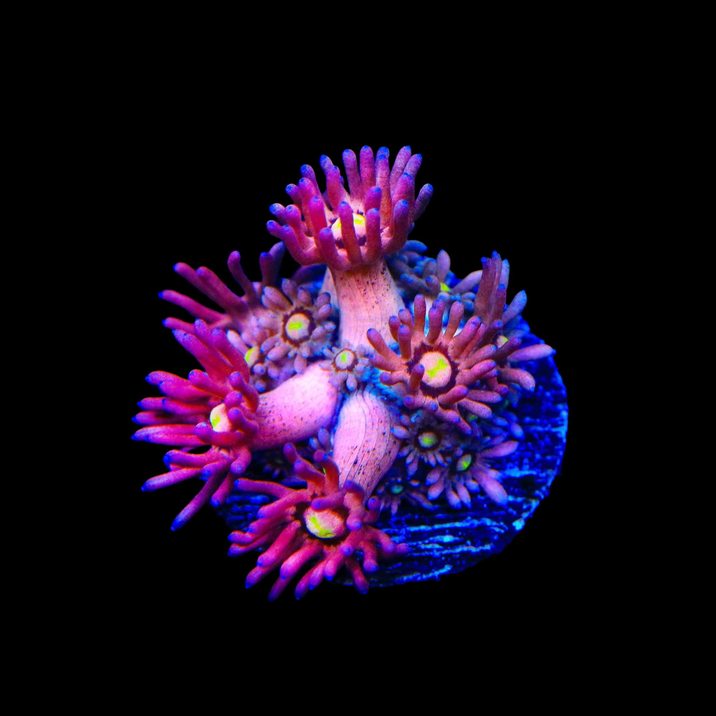 TSA Pink Pussycat Goniopora Coral - Image 2