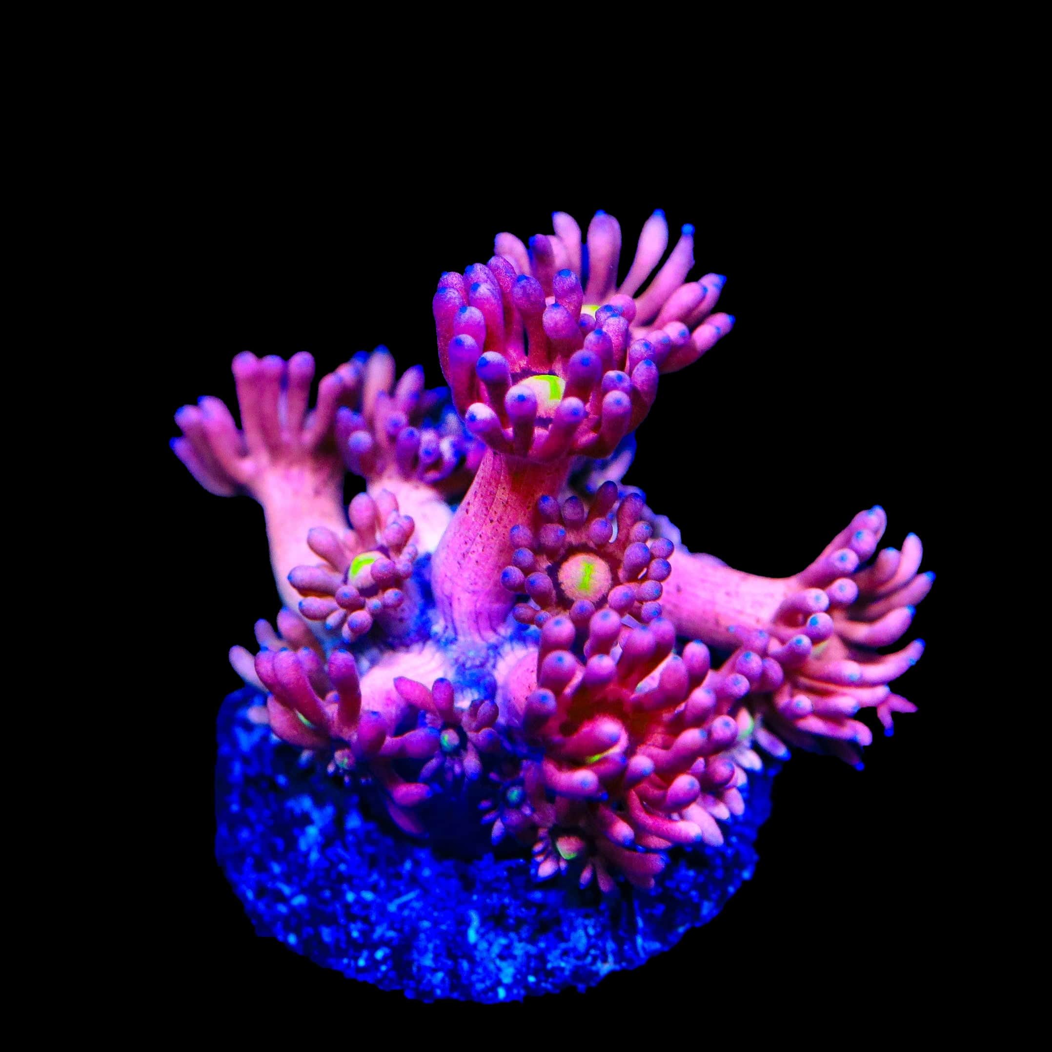 TSA Pink Pussycat Goniopora Coral - Image 3