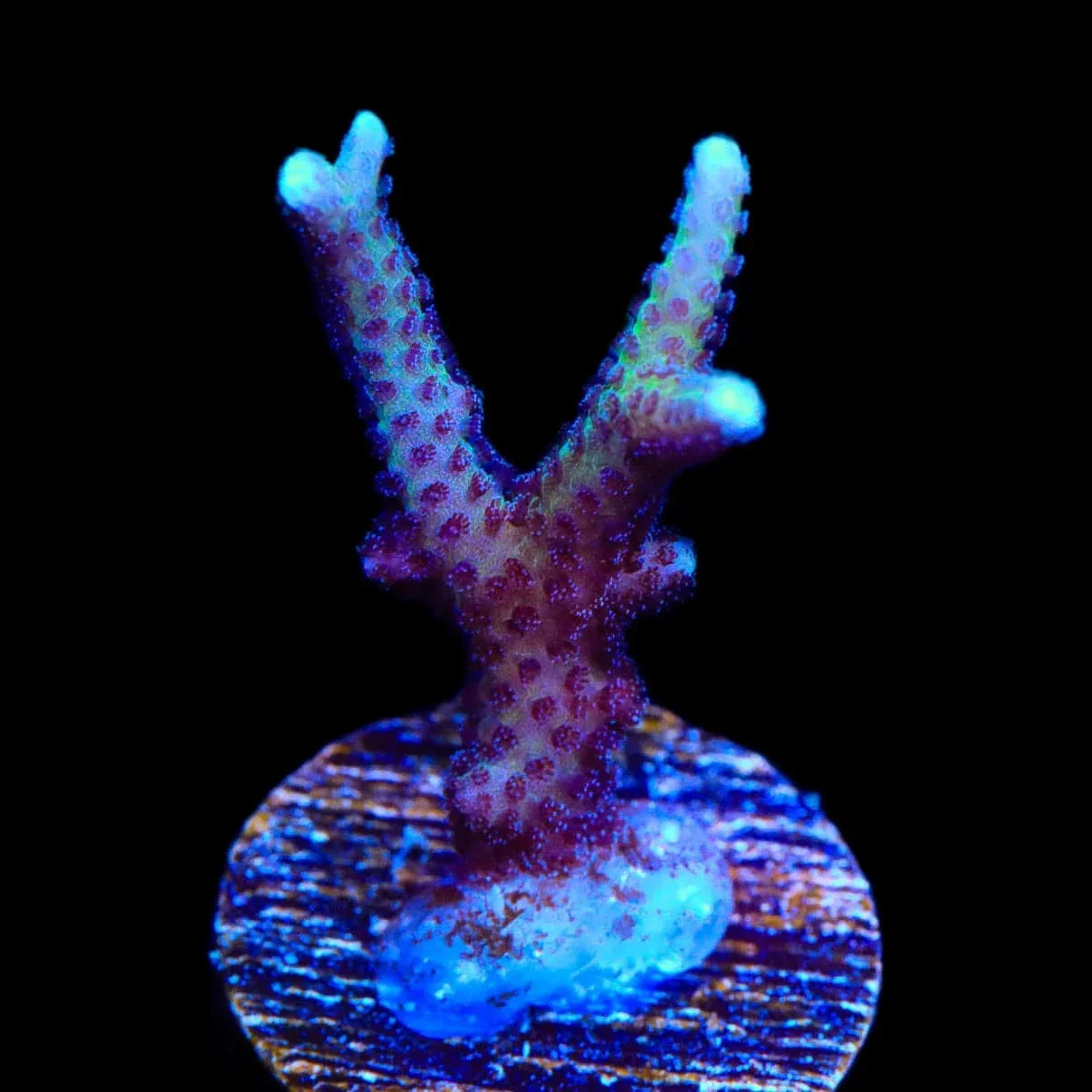 Pink Birdsnest Coral - Image 3