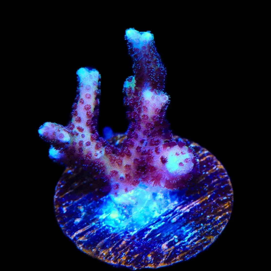 TSA Pink Tip Birdsnest Coral - Image 3