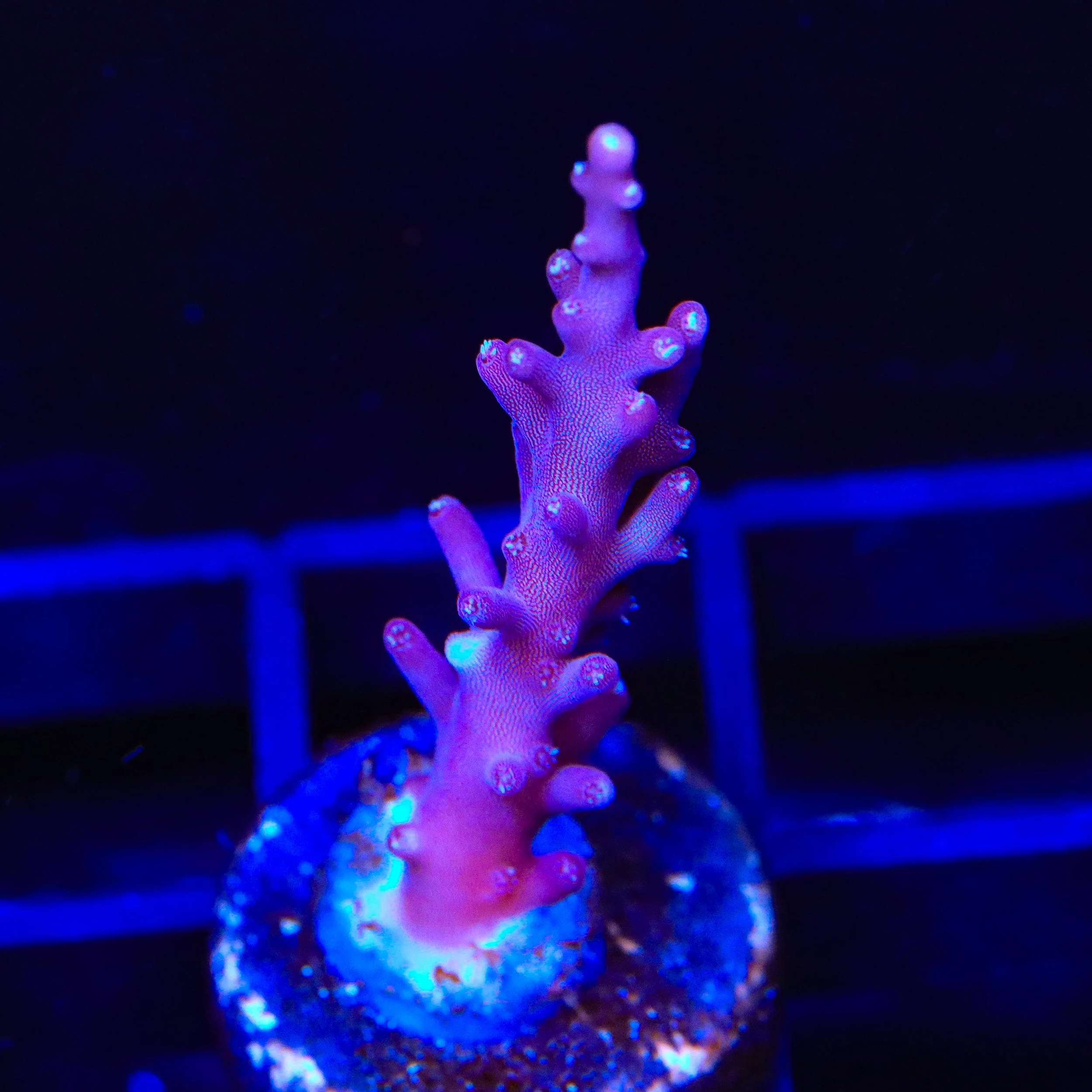 TSA Plum Crazy Dragon Acropora Coral - Image 2