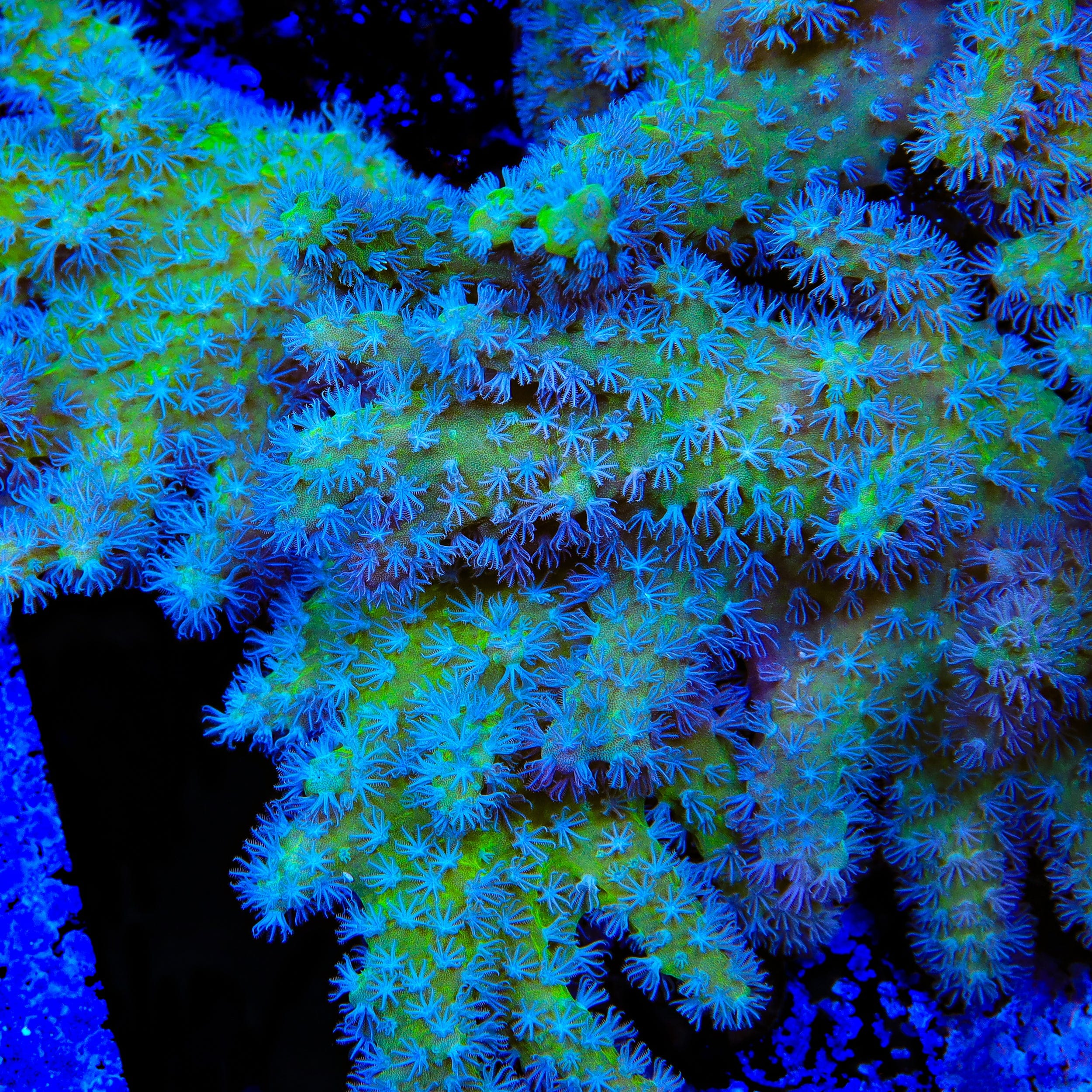 TSA Polydactyla Leather Coral
